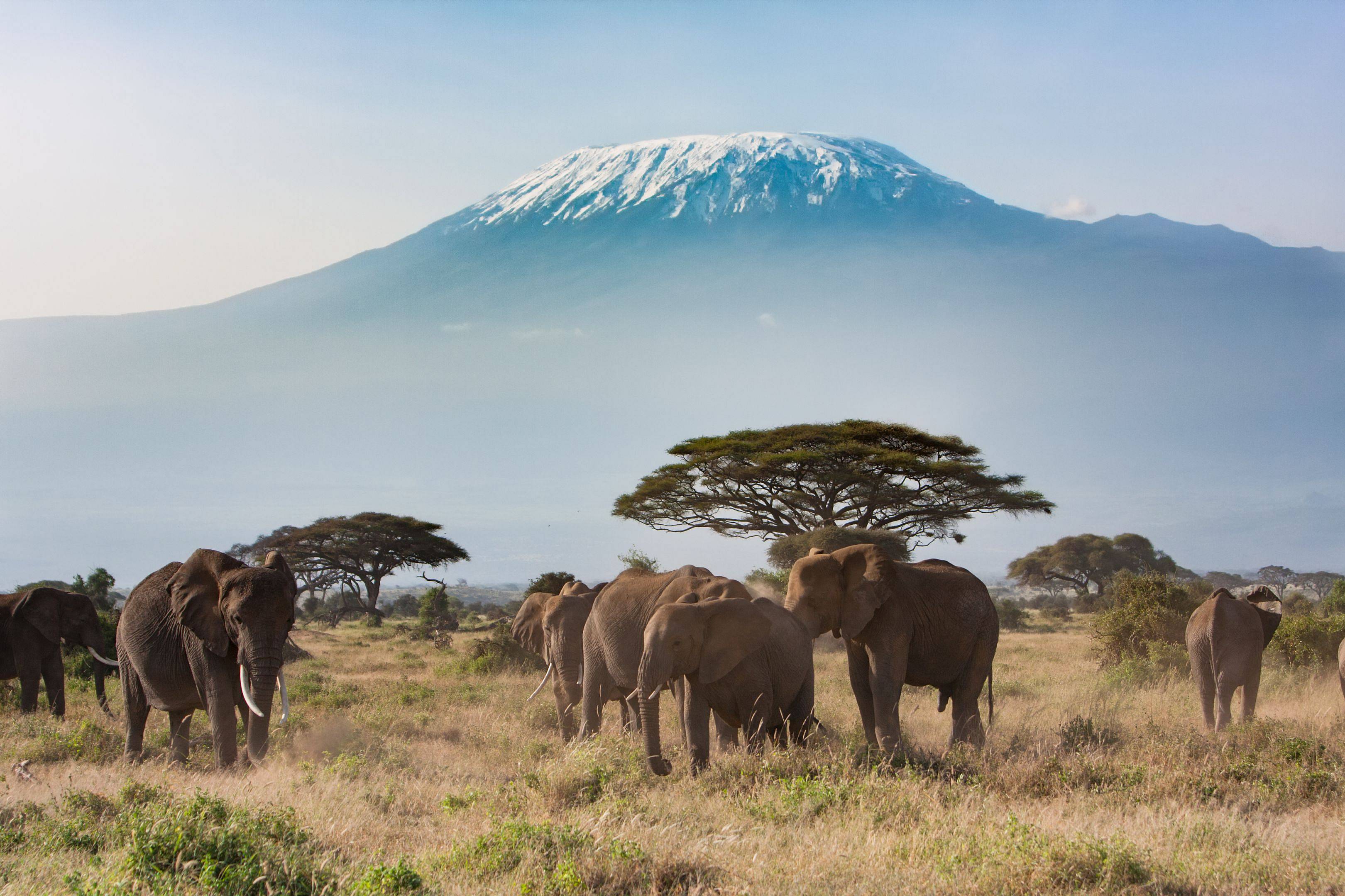 Op zoek naar olifanten in Amboseli