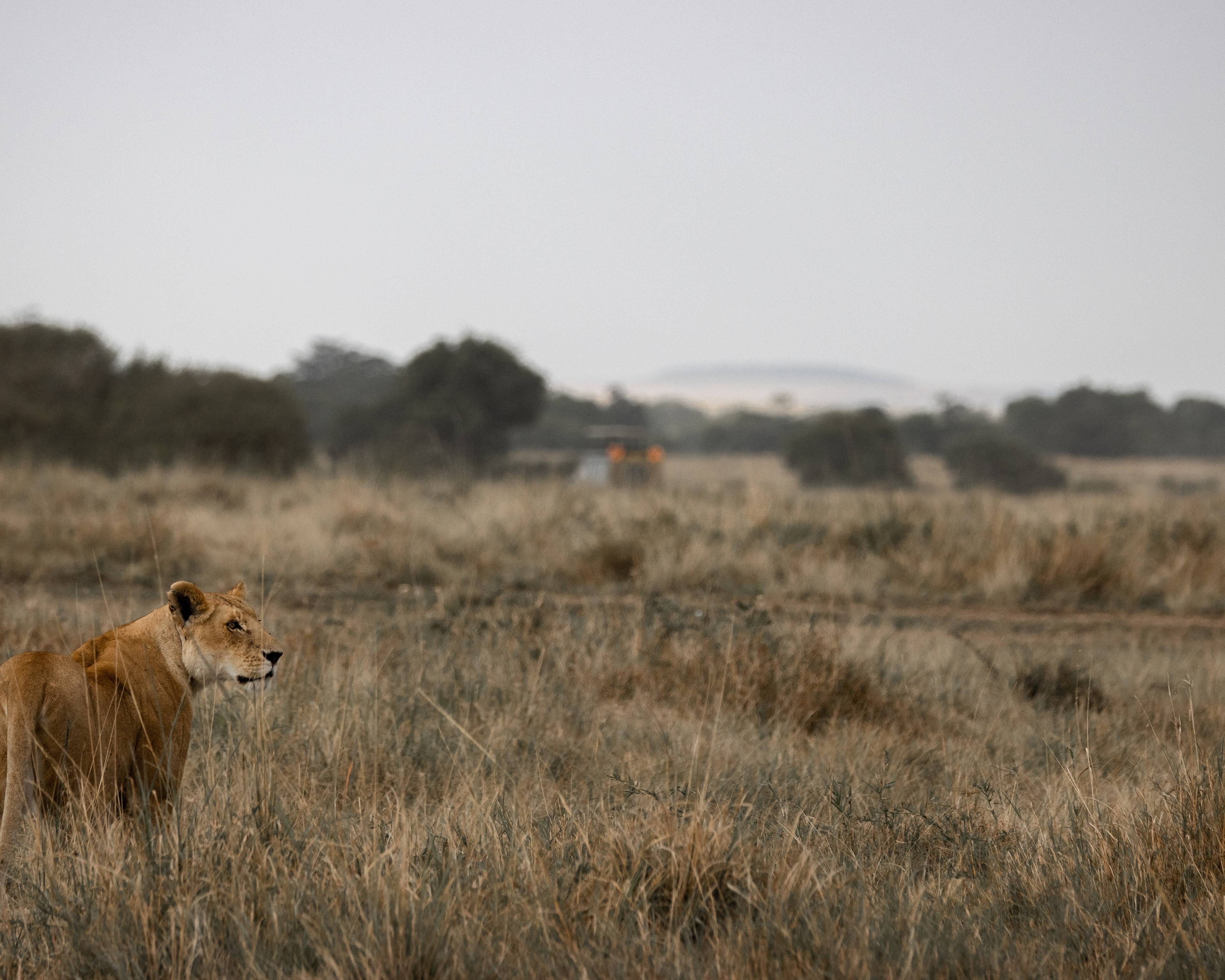 Experiencia única por la naturaleza de Samburu a Amboseli