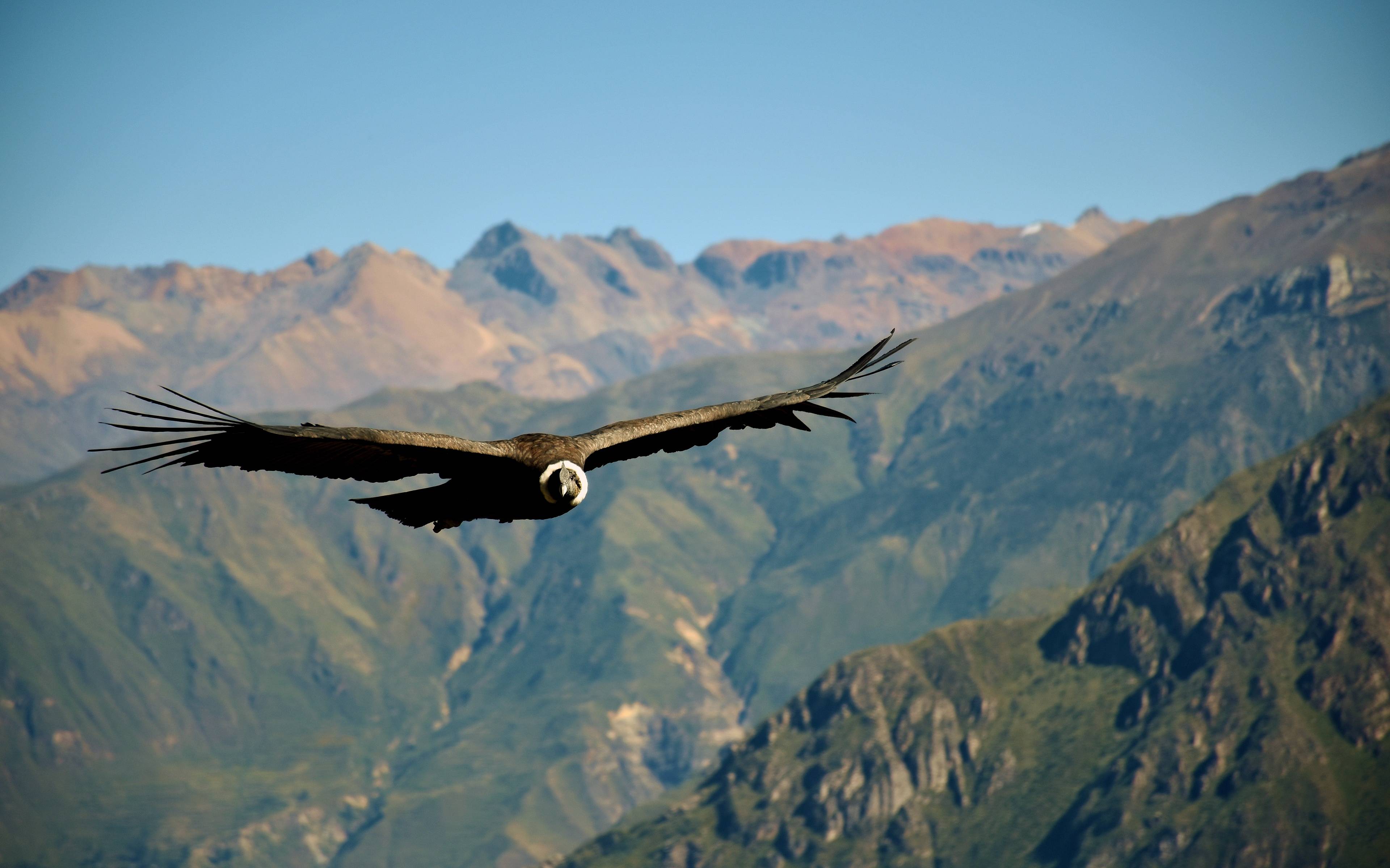 Der Flug des Kondors und Rückkehr nach Arequipa