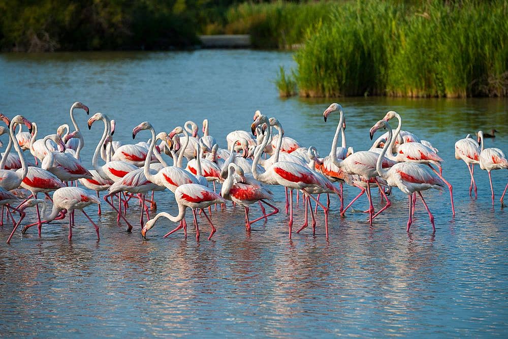 Die Flamingos von Río Lagartos