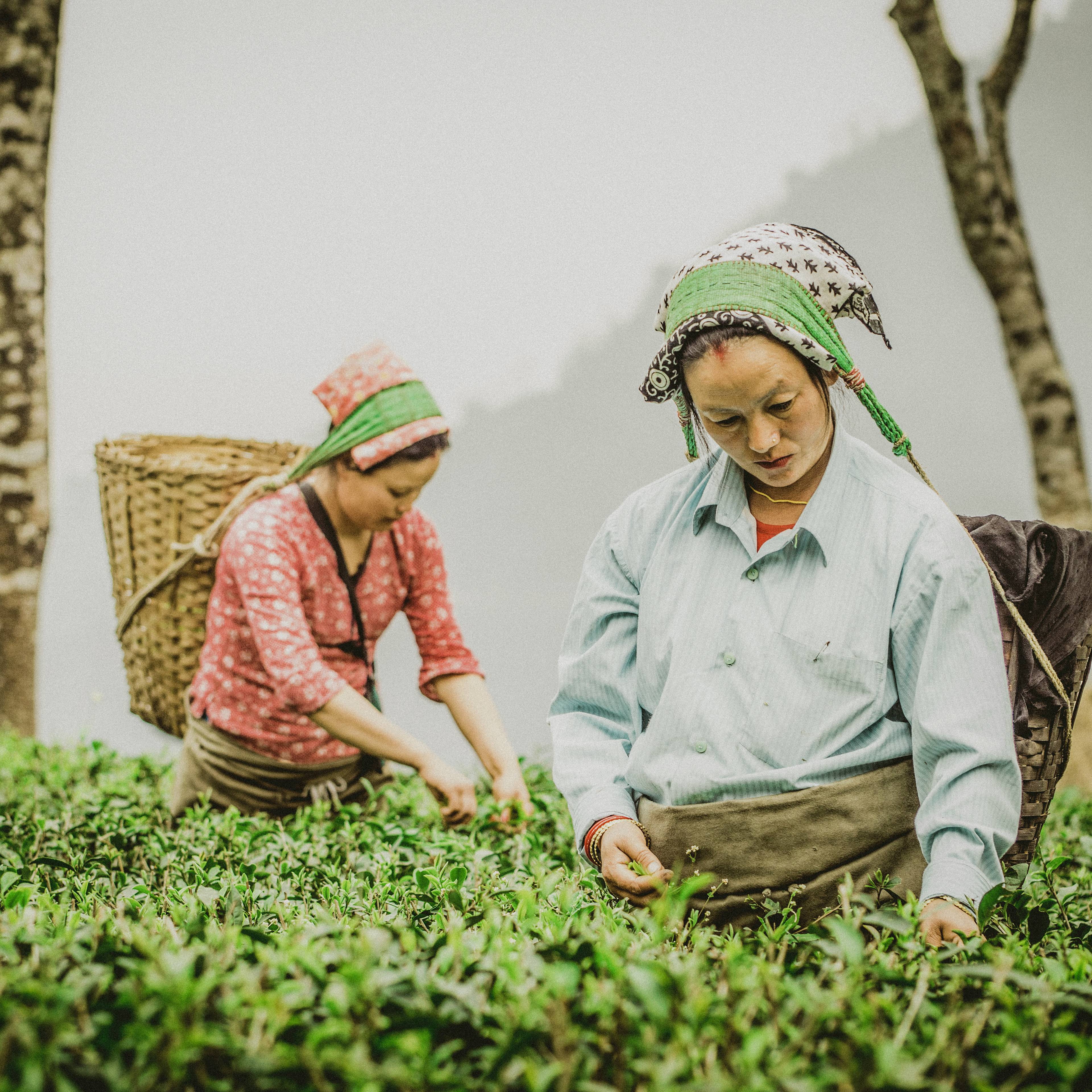 Teepflückerinnen im Nordosten Indiens