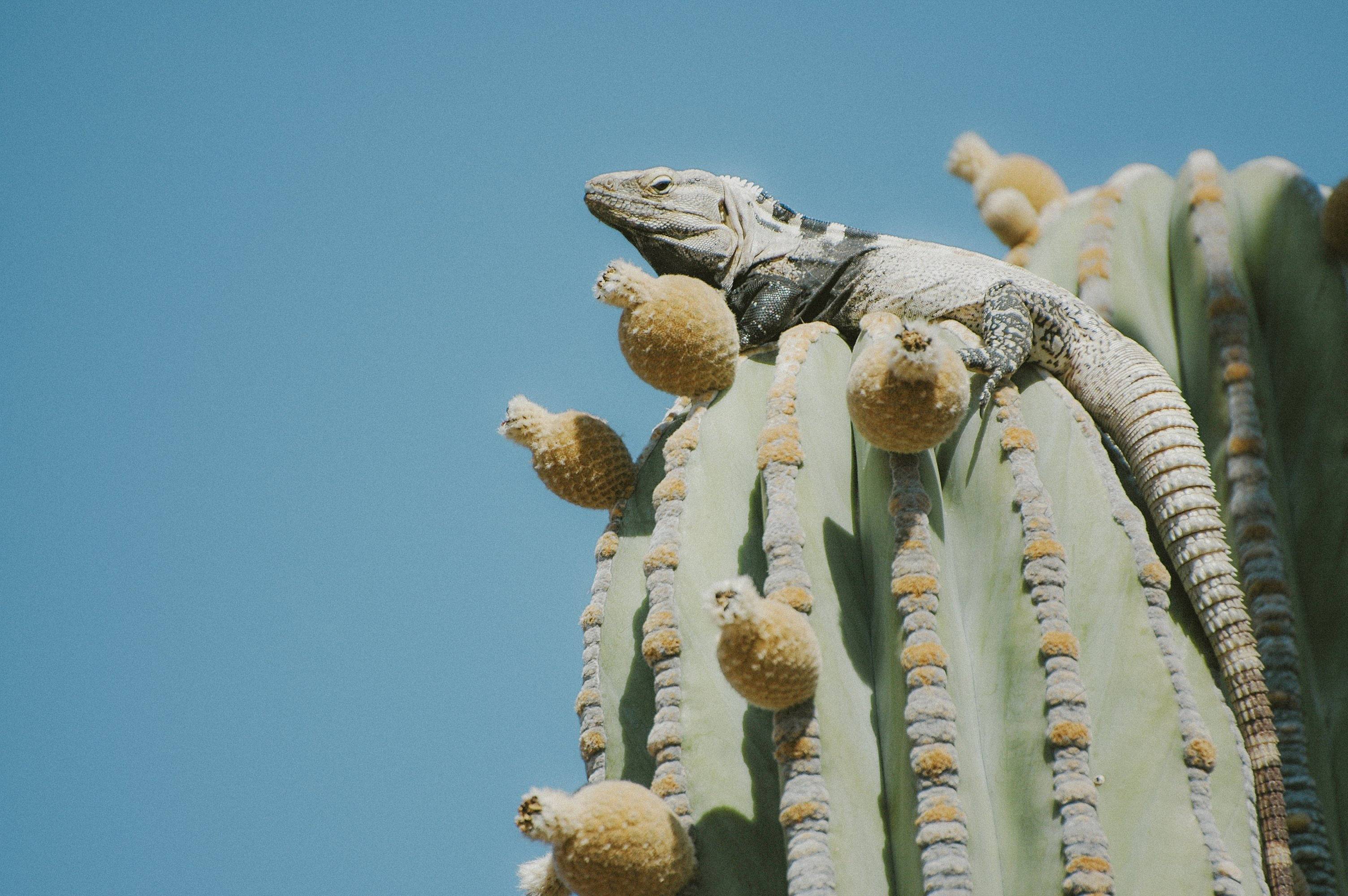 Eidechse auf einem Kaktus