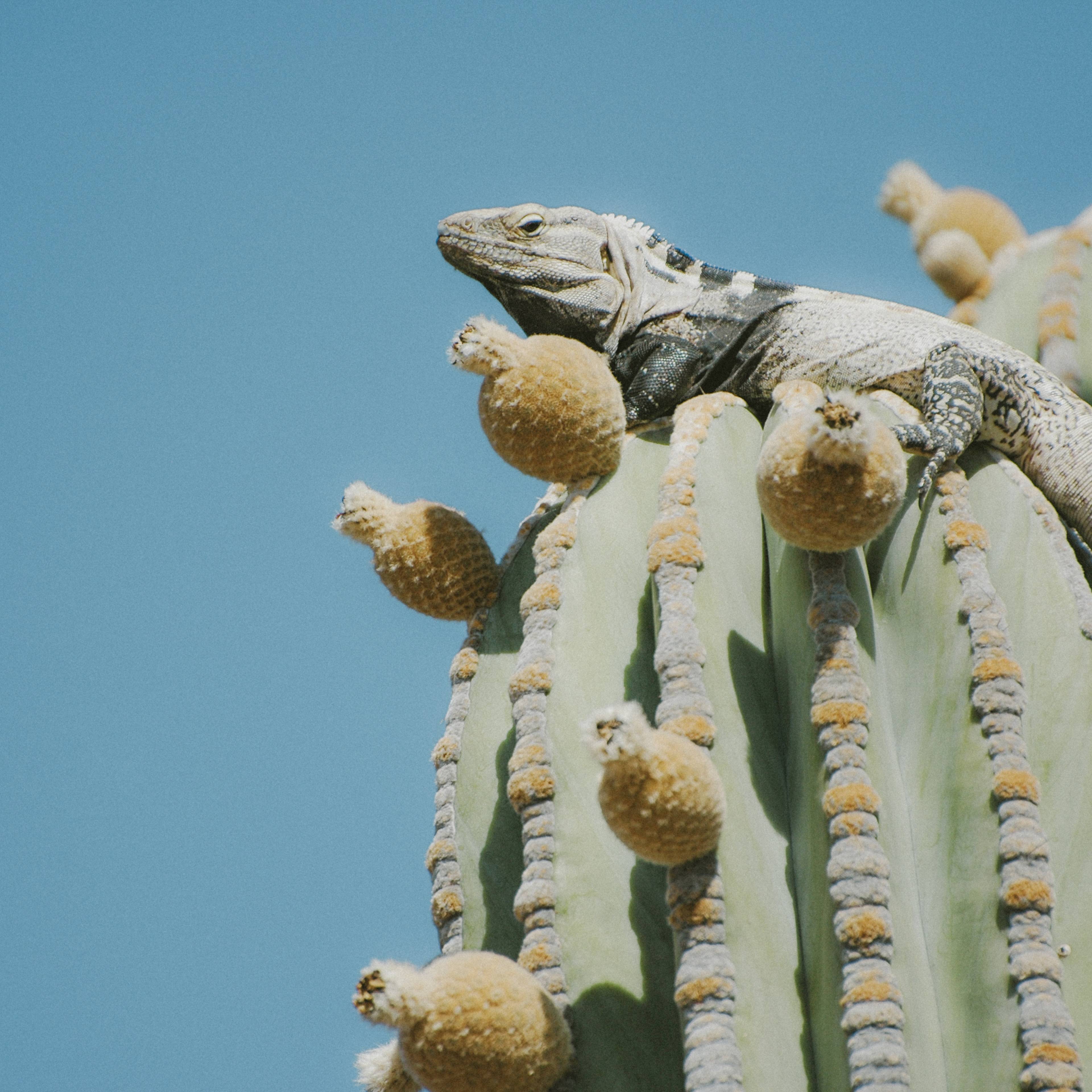 Hagedis op een cactus