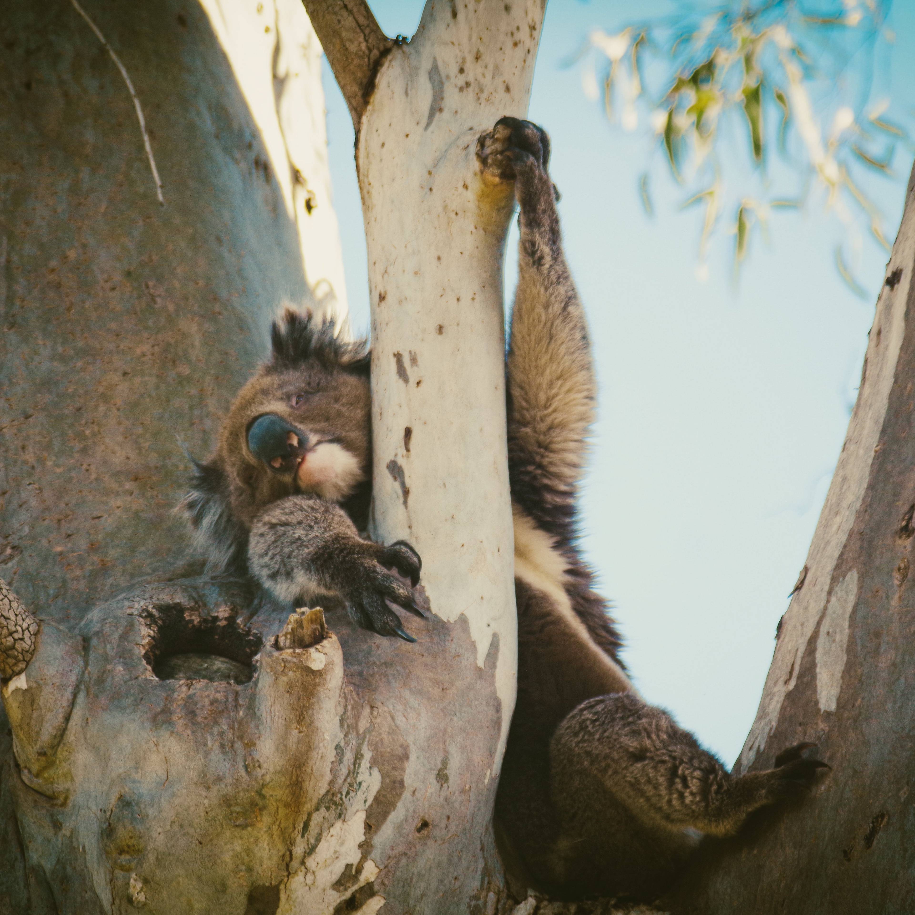 Koala schläft in einem Baum
