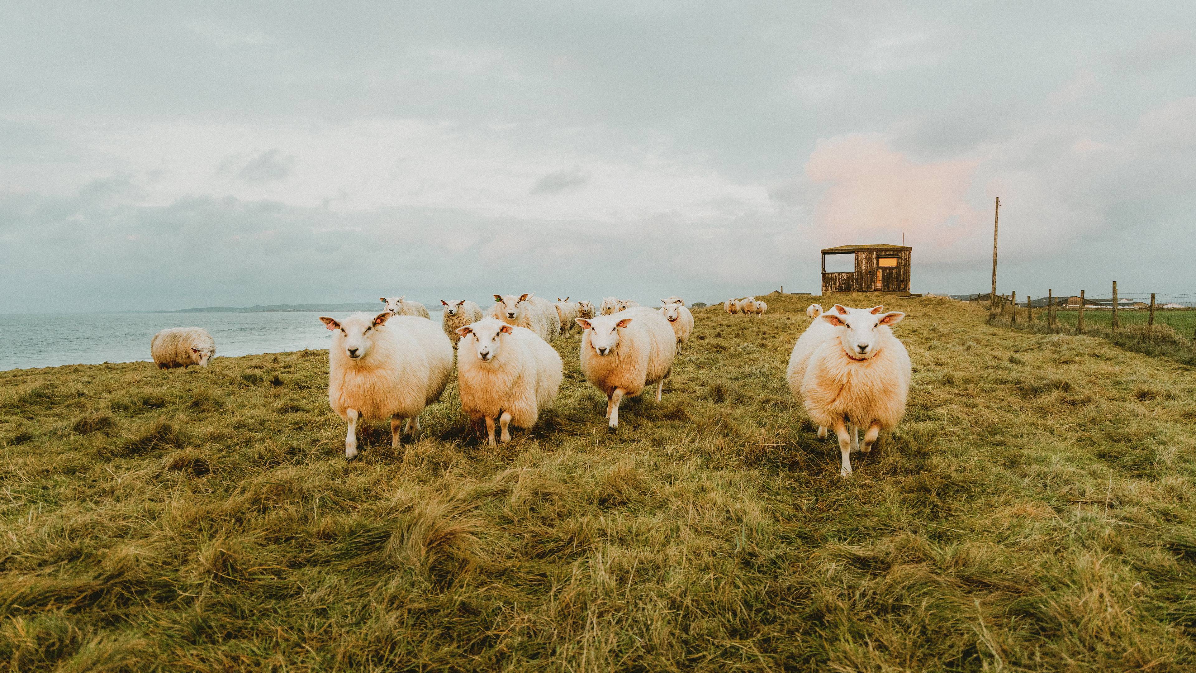 Troupeau de moutons au bord de la mer
