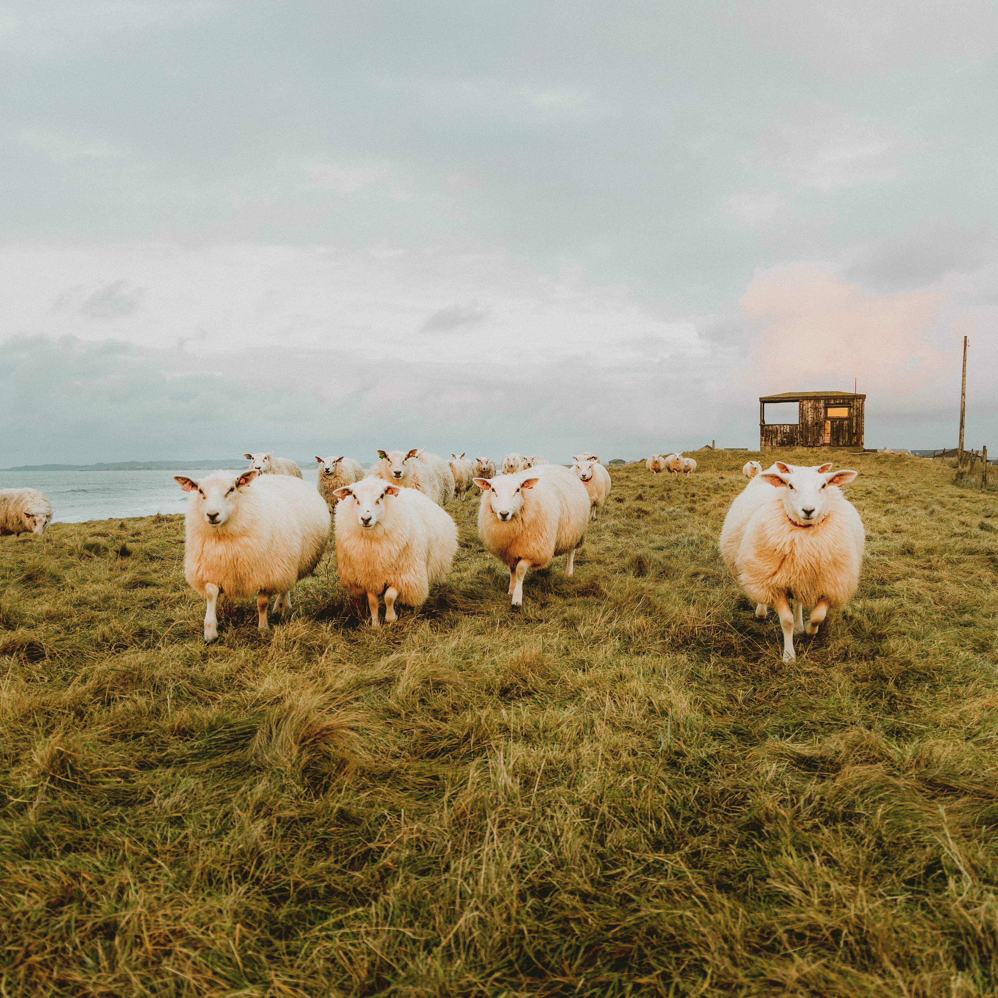 Gregge di pecore in riva al mare
