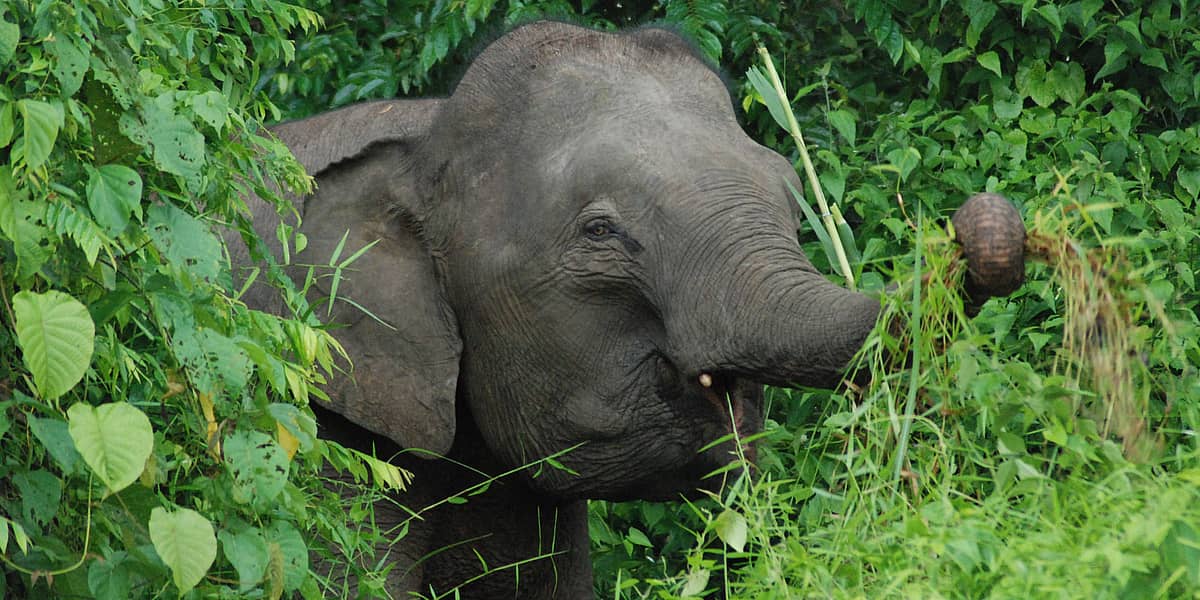 safari nel borneo