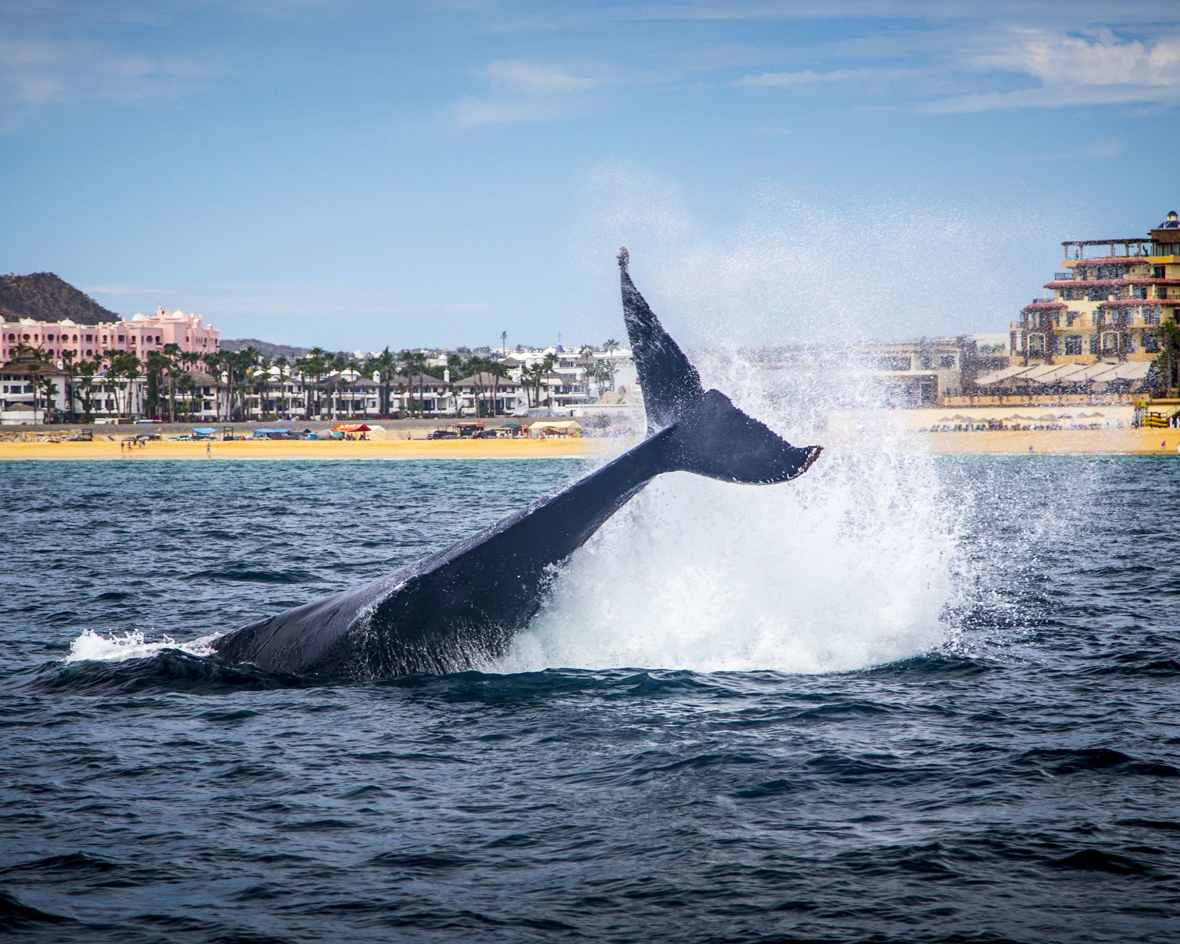Whale Watching in Baja California 