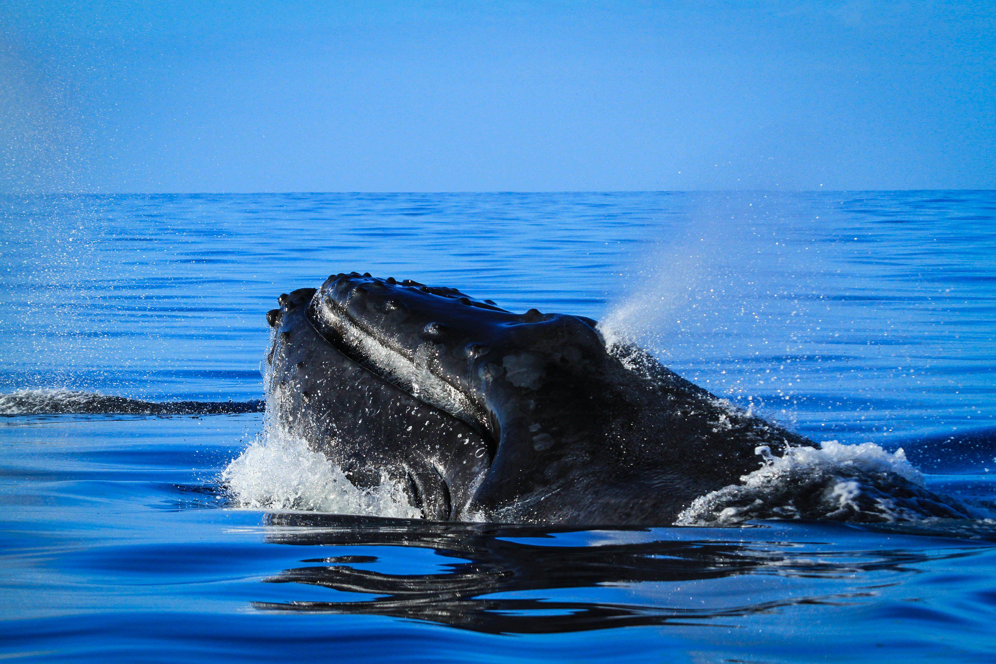 Walbeobachtung und Salzgewinnungsanlage Guerrero Negro