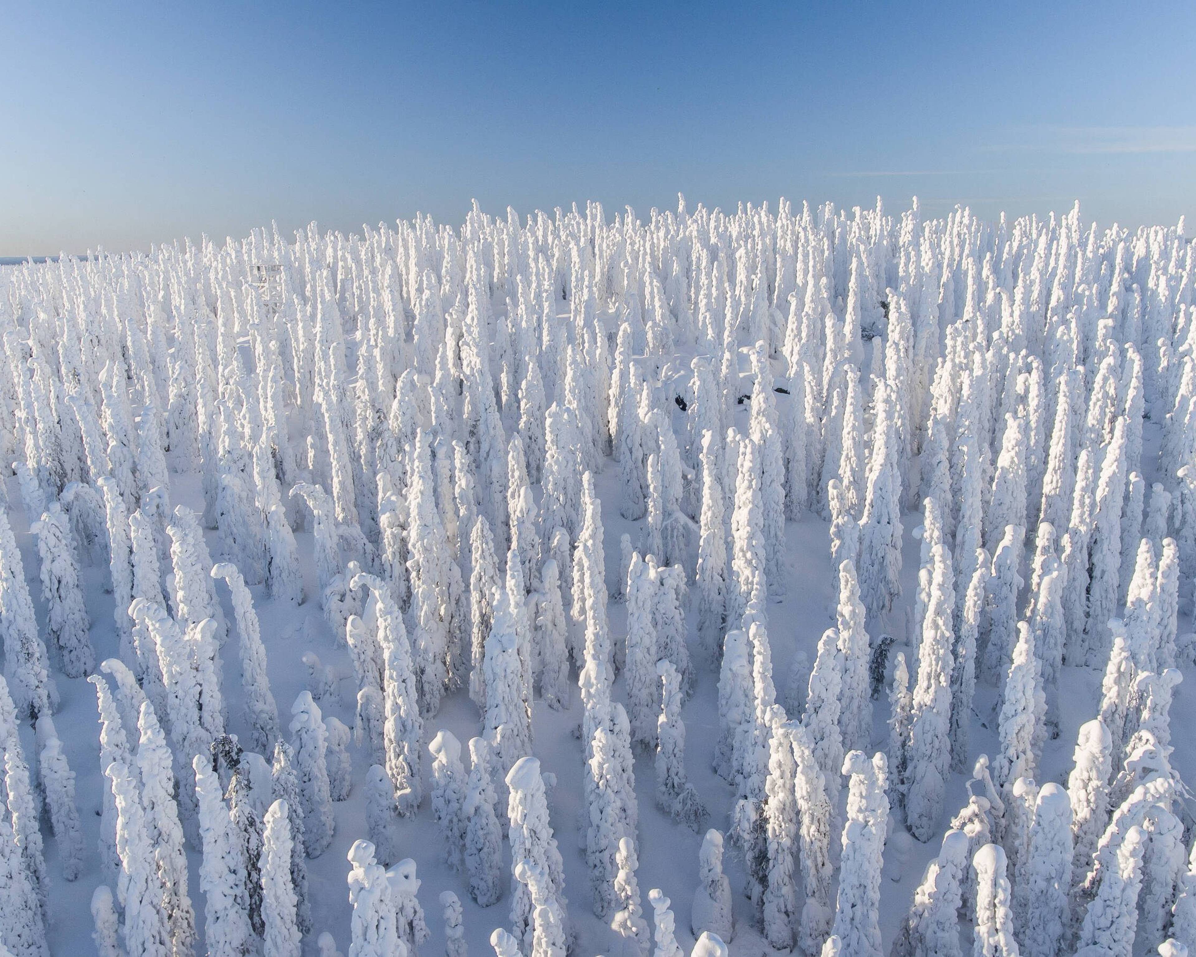Il bianco invernale da Syöte a Rovaniemi