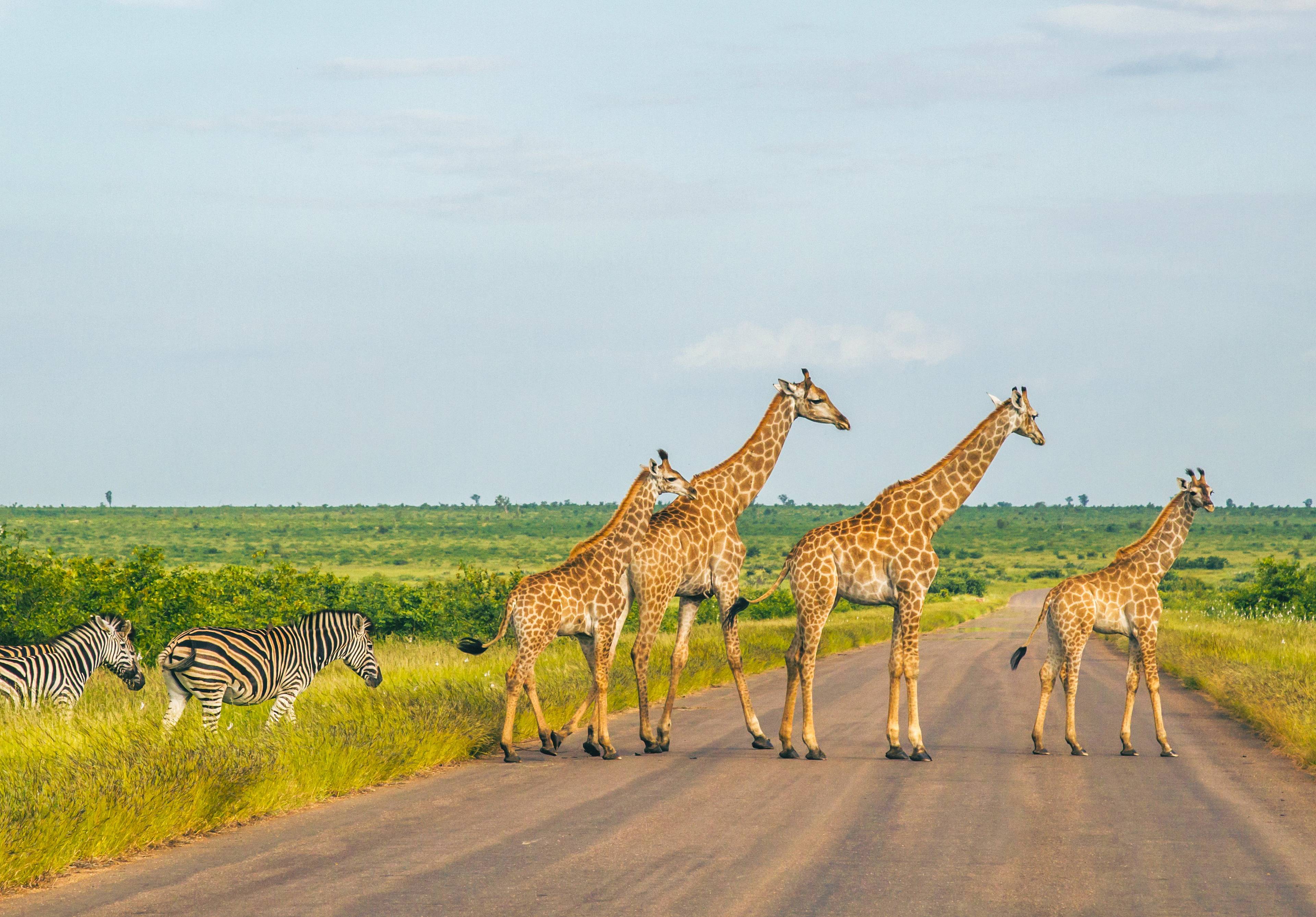 Meine Safari - Mosambik - Reise jetzt individuell gestalten