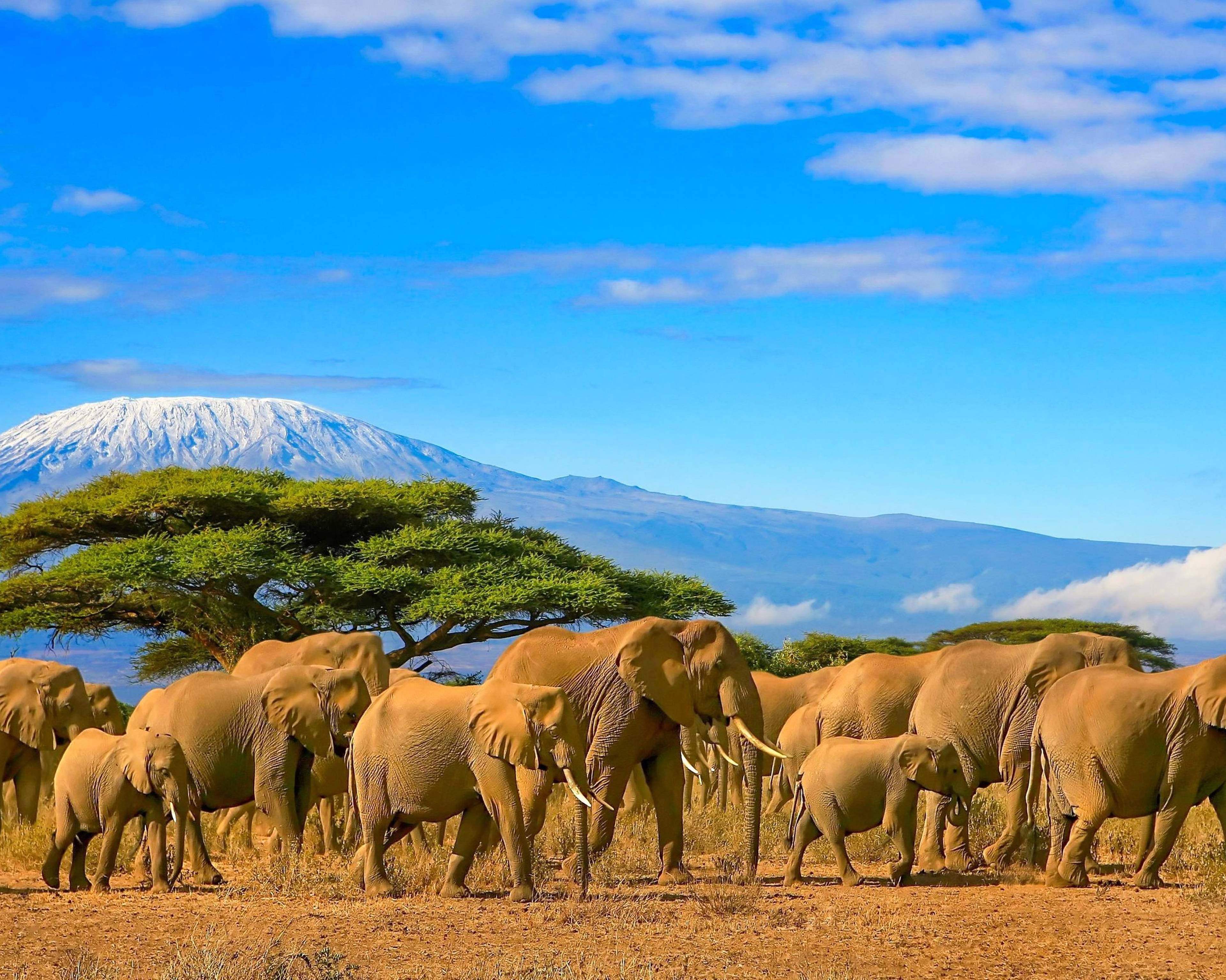 Beklimming Kilimanjaro en avontuurlijke Safari in de wildparken