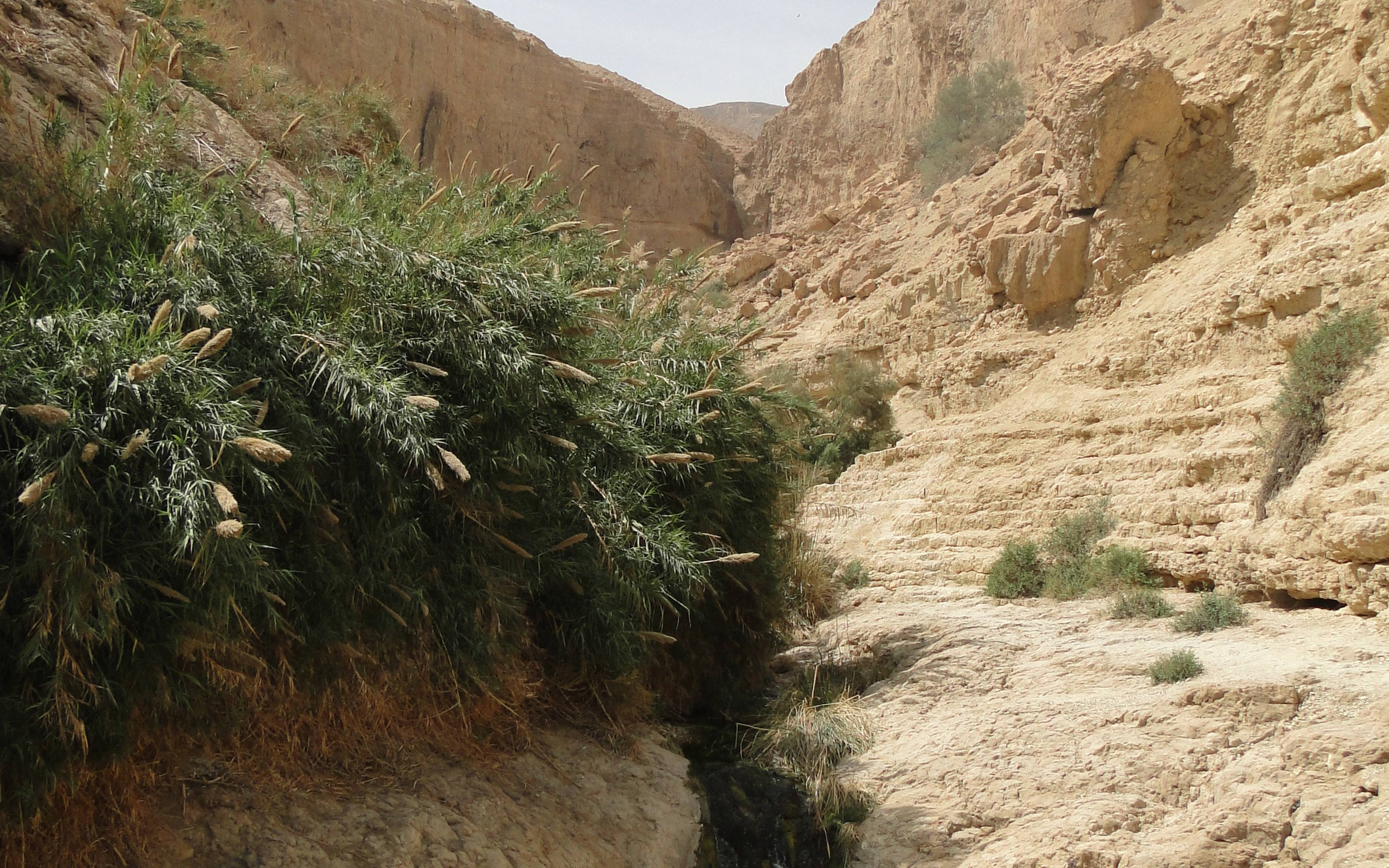 Wādī al Makhwamah