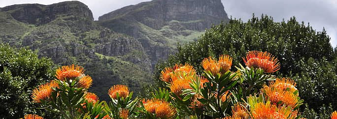 The famous &quot;protea&quot; with mountains as a backdrop.