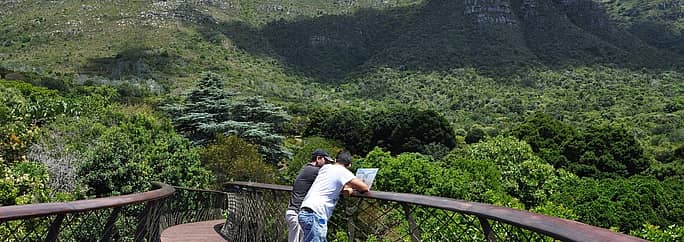 The wooden walkway in the treetops.