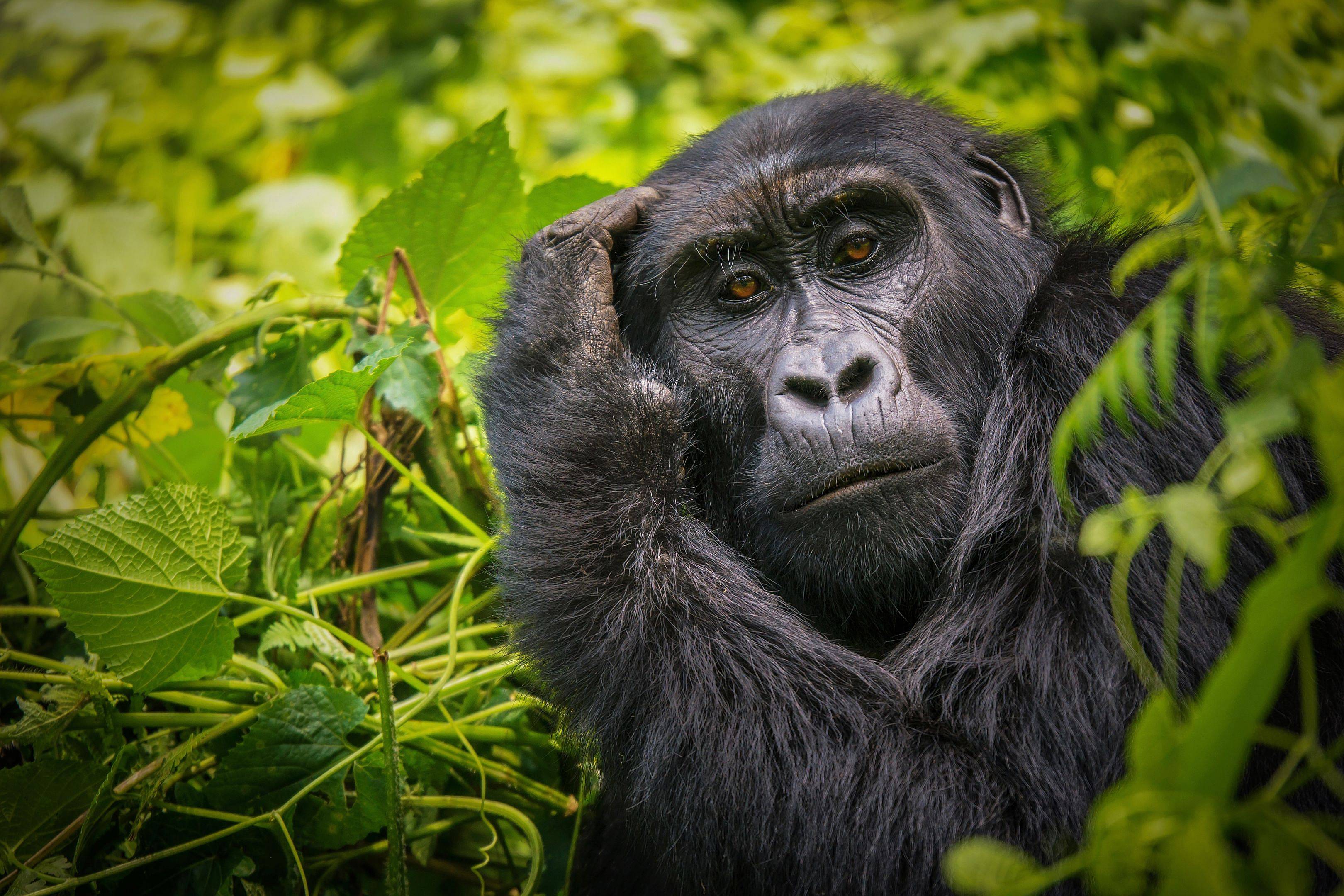 Het beste van Oost Afrika: Gorilla's, Big Five en strand