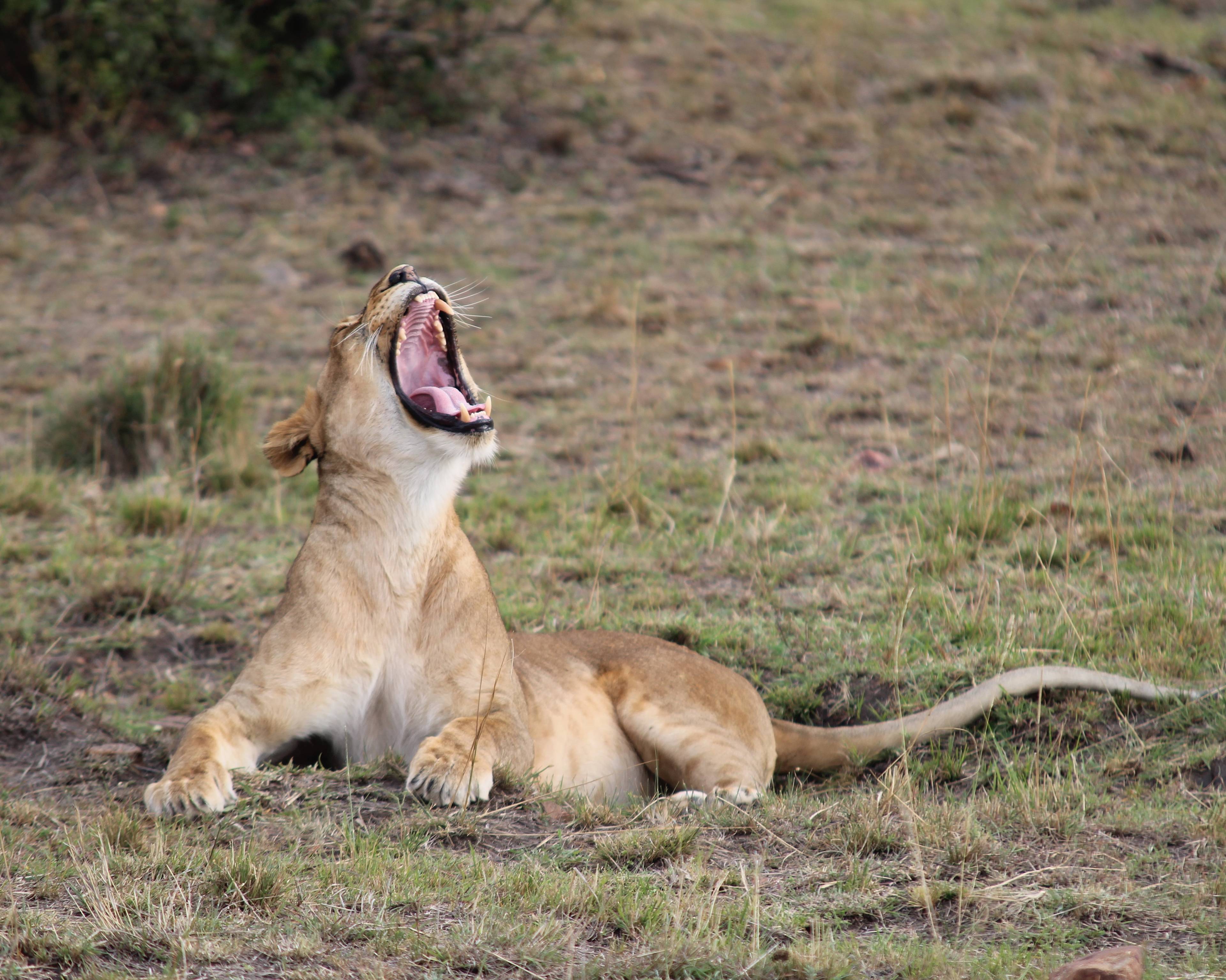 Safari en famille à la recherche du Roi Lion