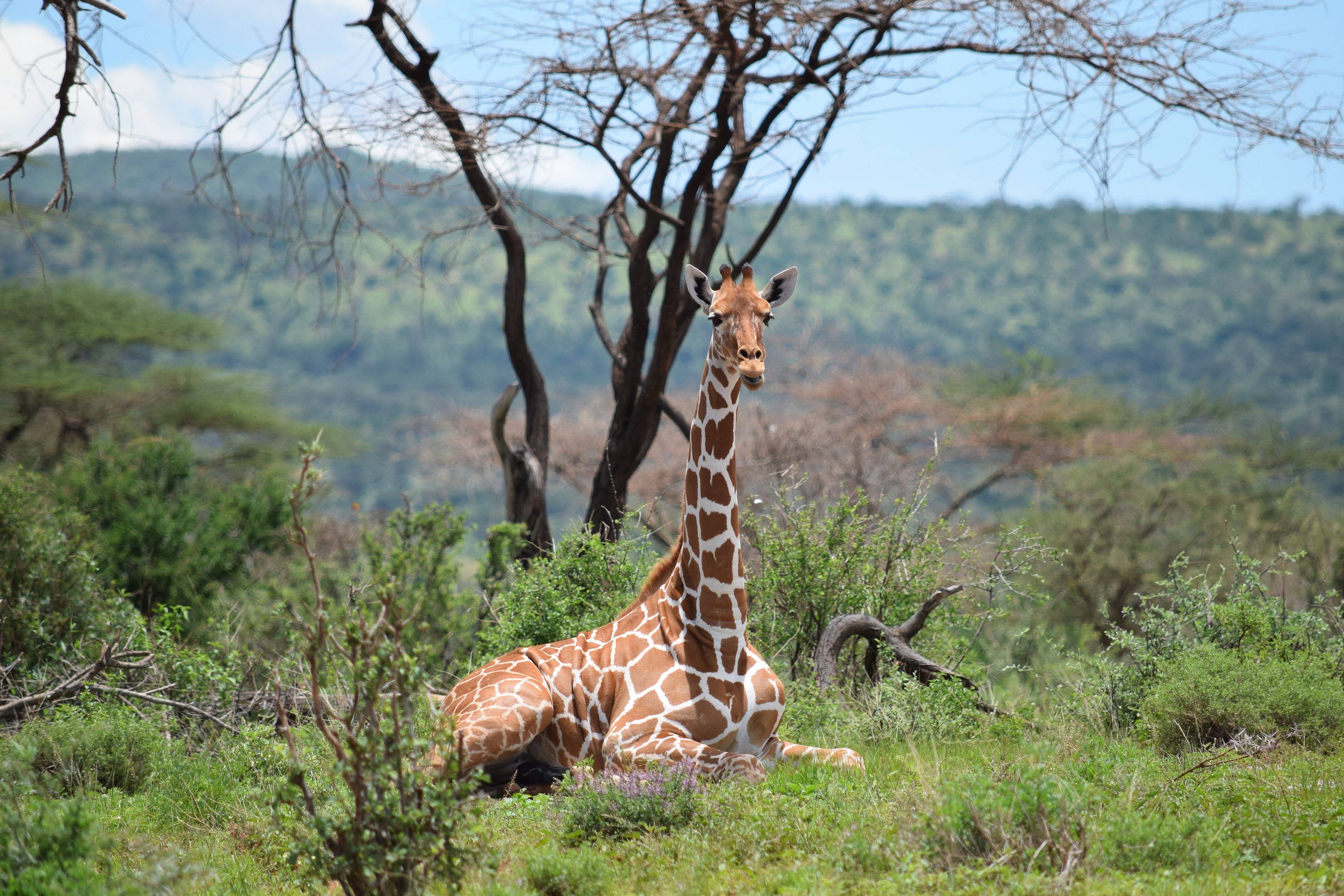 Solio Ranch, Meru et Samburu, safari loin des foules