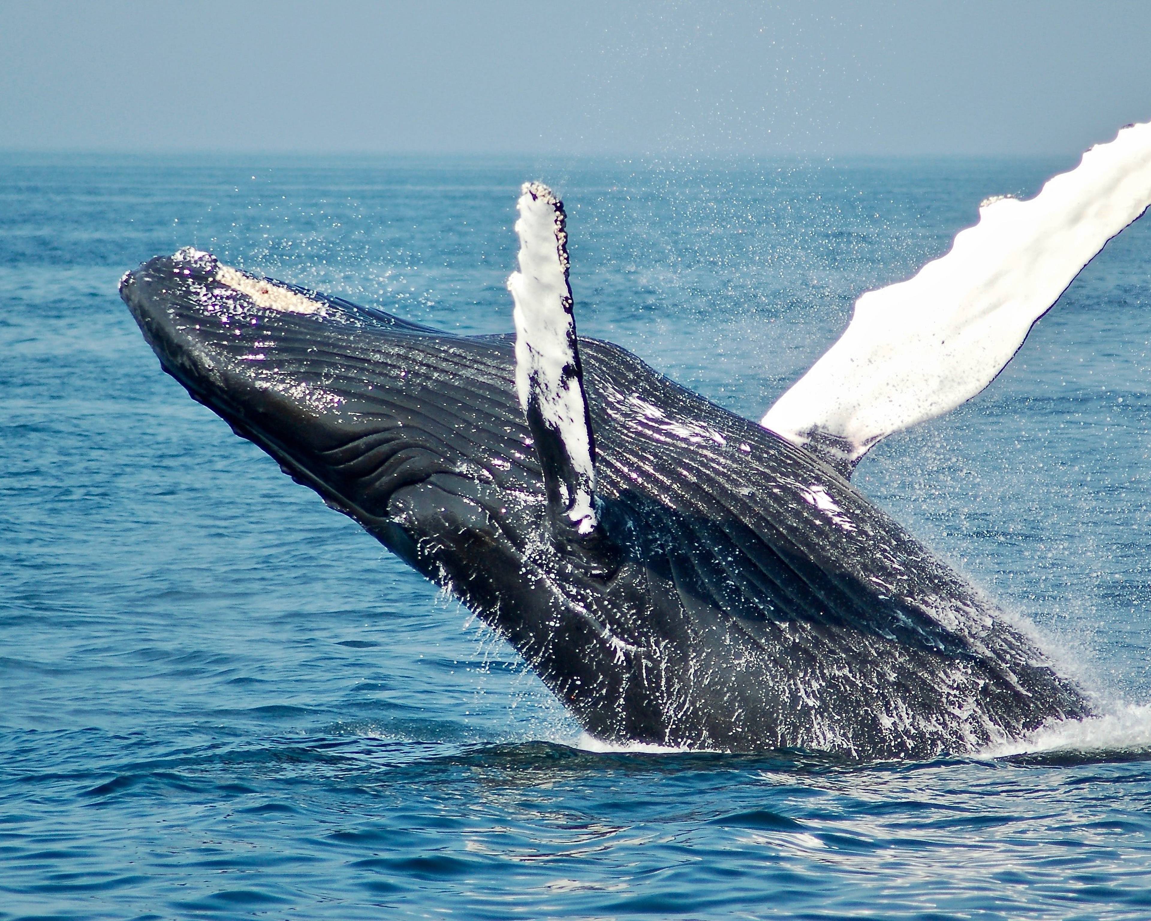 Saison spéciale observation des baleines et tortues
