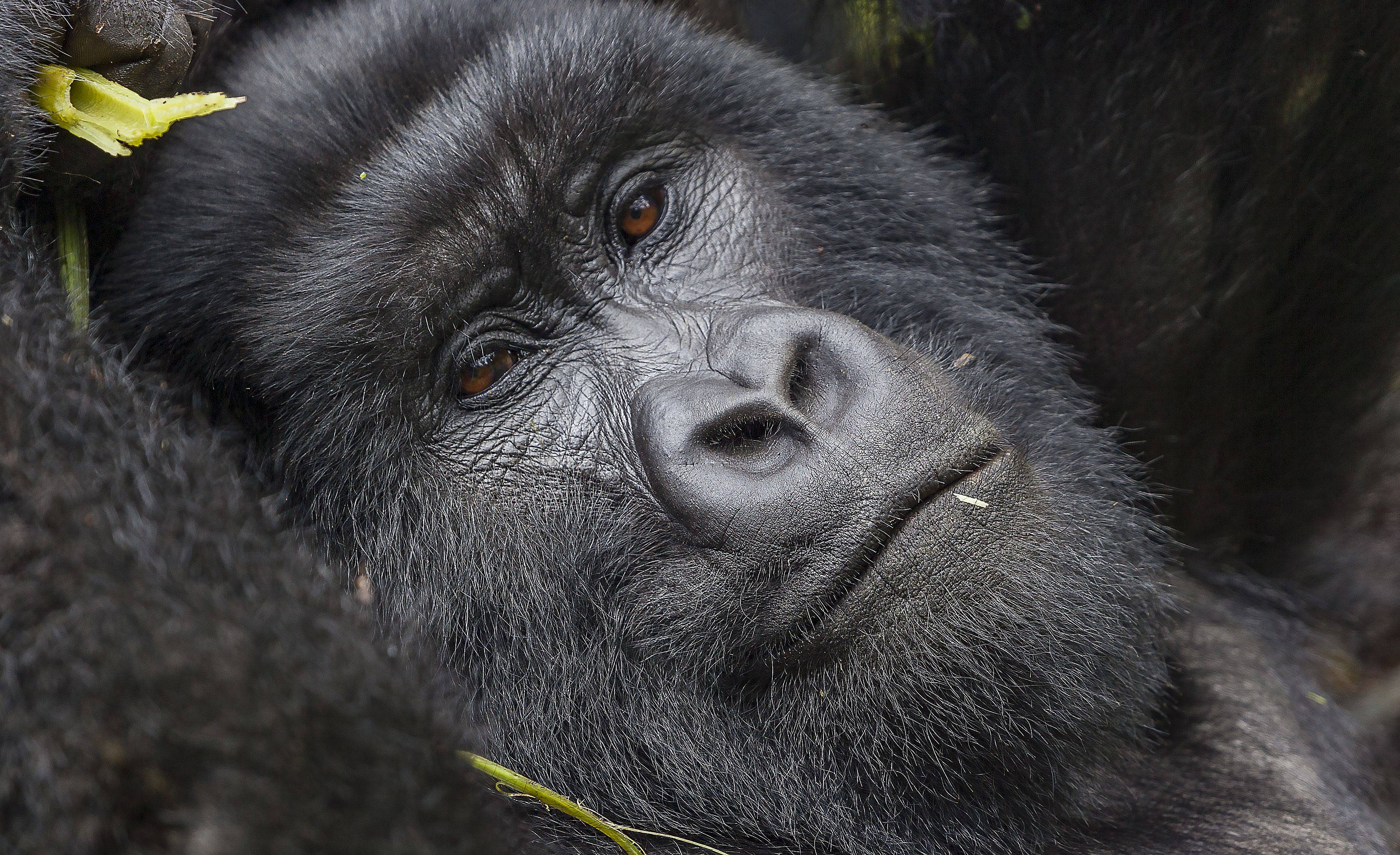 Op zoek naar chimpansees en gorilla's in Oeganda! 