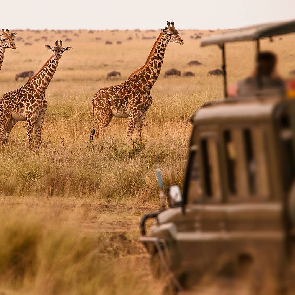 Erstellen Sie Ihre maßgeschneiderte Kenia Safari mit einer lokalen Agentur.
