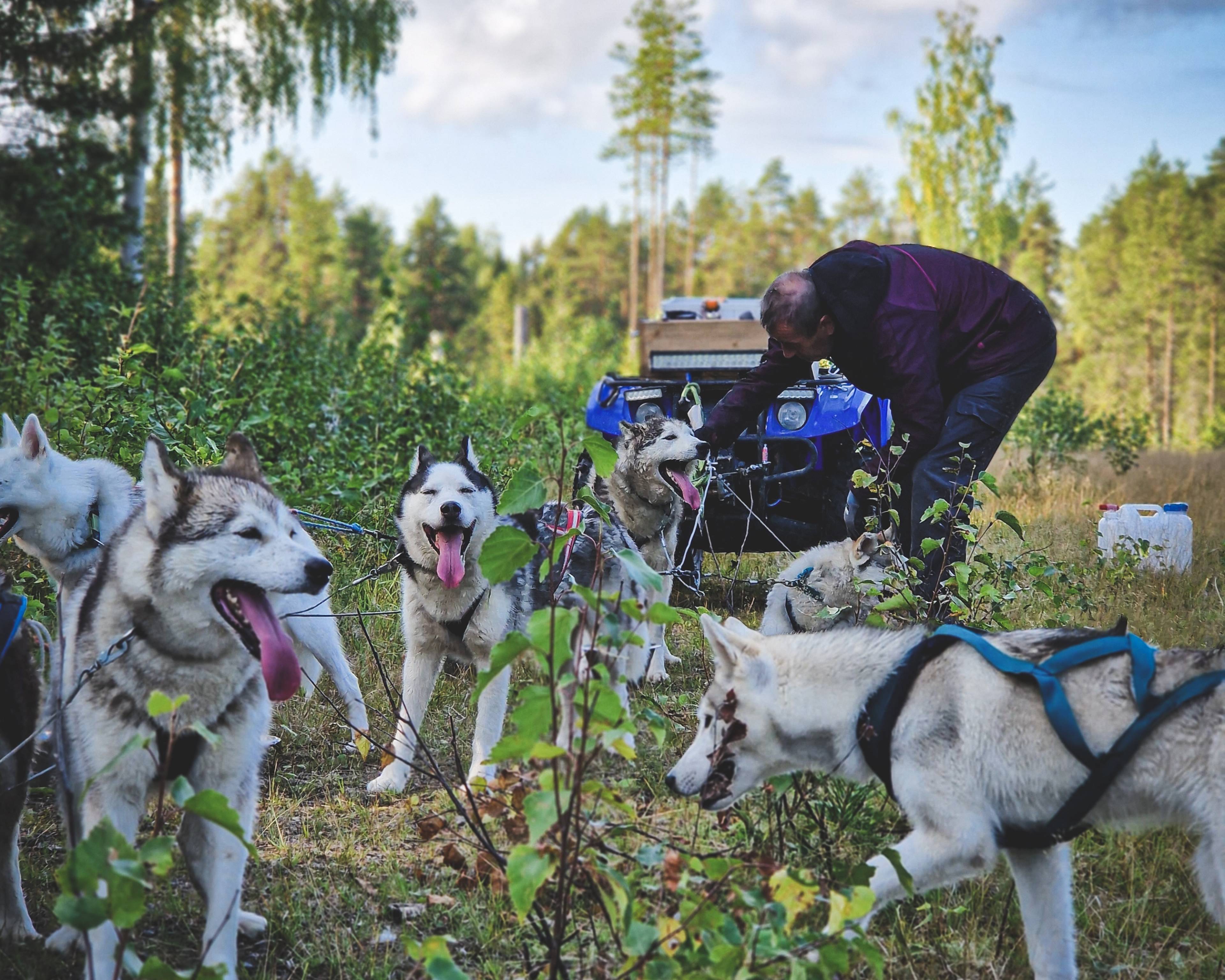 Escapade automnale en Laponie avec notre meute de huskys