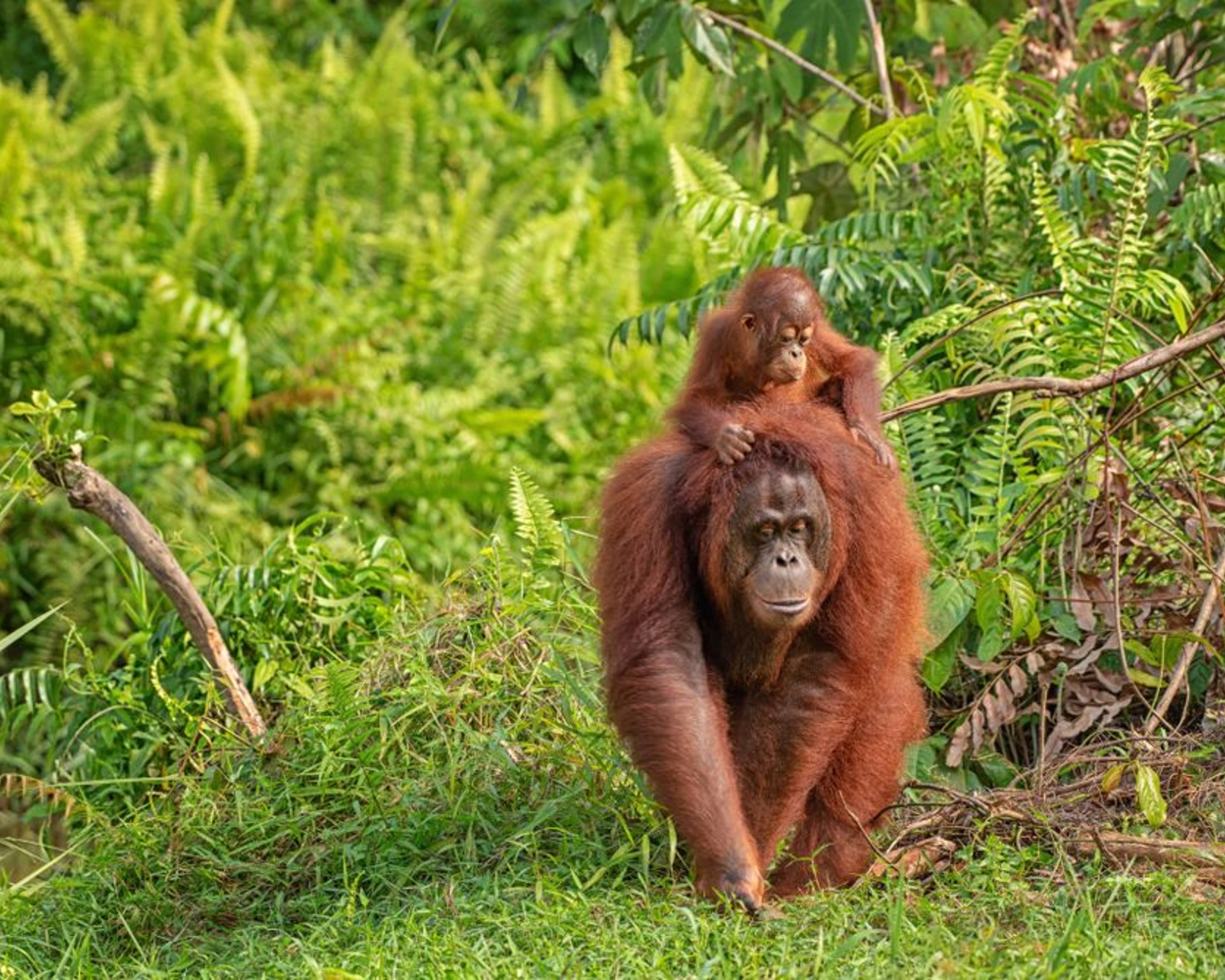 Bornéo, Java, îles Gili - En famille, tête-tête avec la faune tropicale 