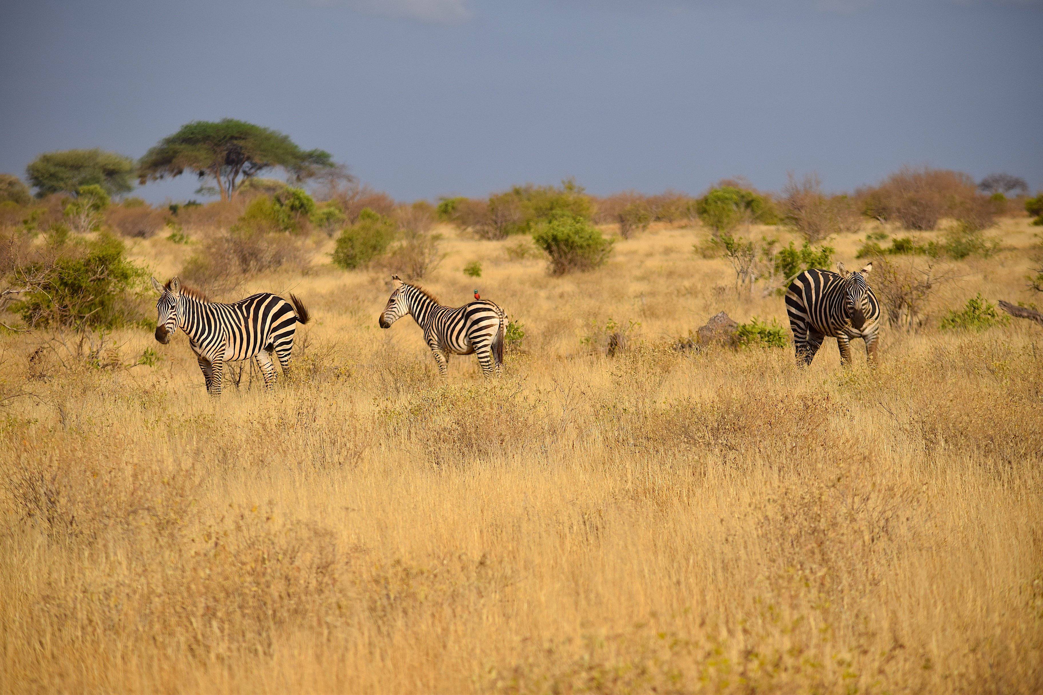 De Masai Mara à l'Océan Indien : safaris, rencontres et plage