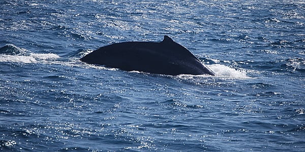 Observación de una ballena