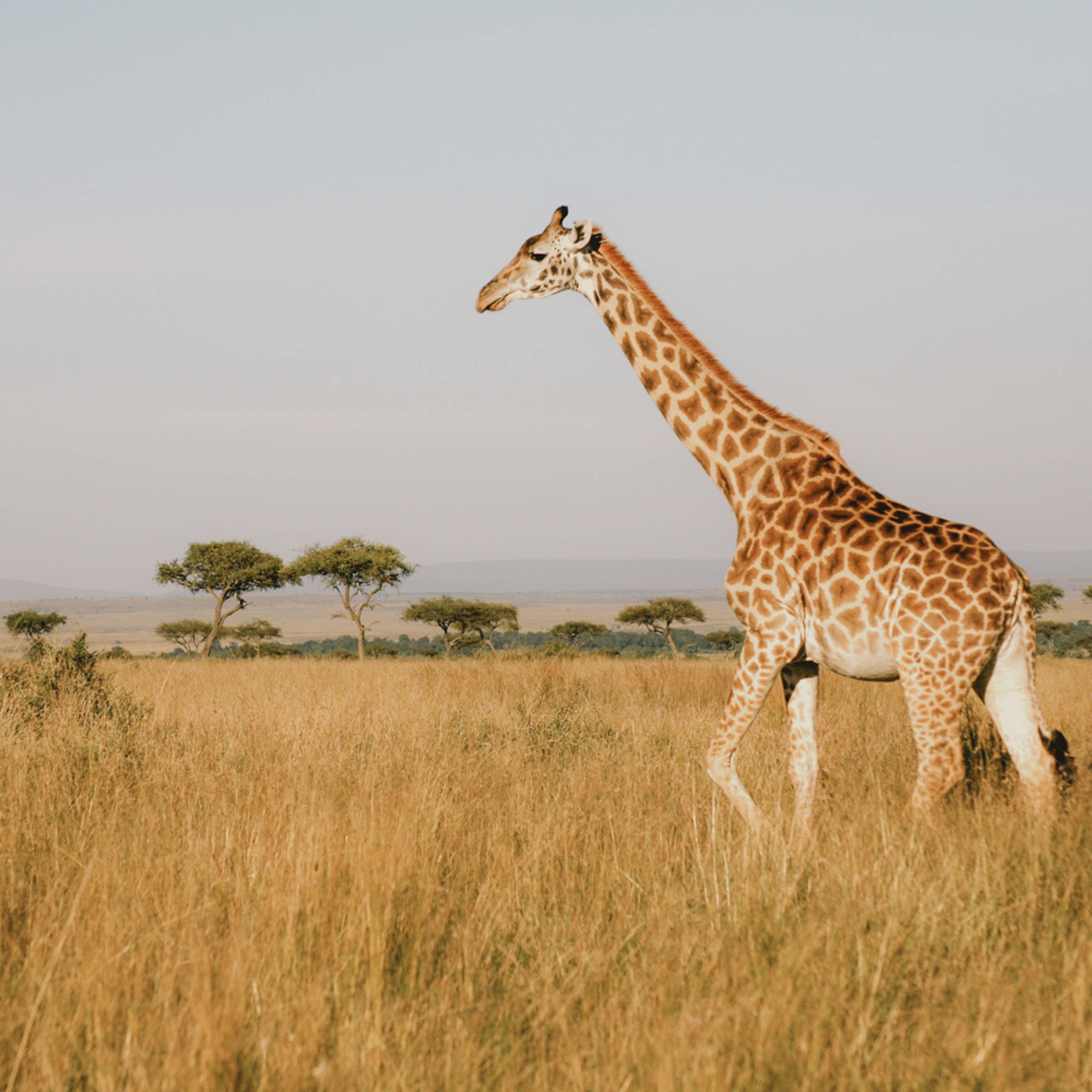 Tous nos safaris au Kenya sur mesure
