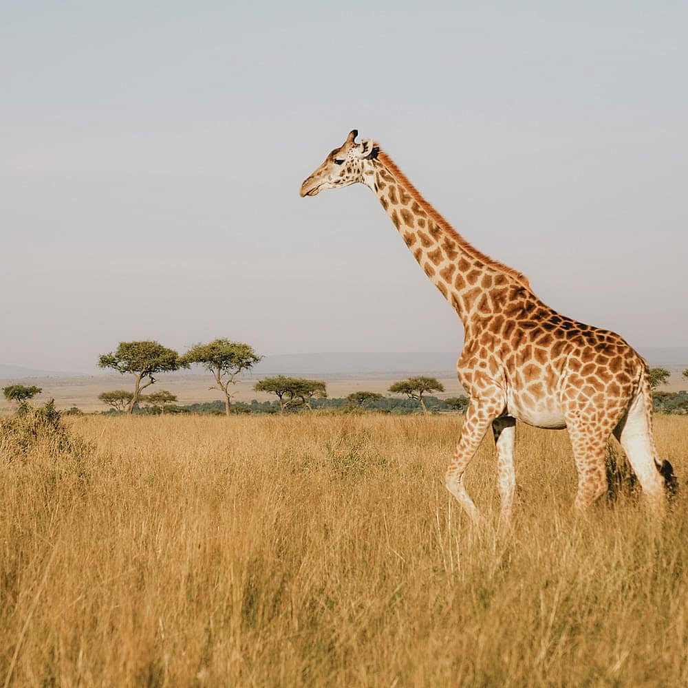 Crea tu safari en Kenia personalizado con una agencia local.
