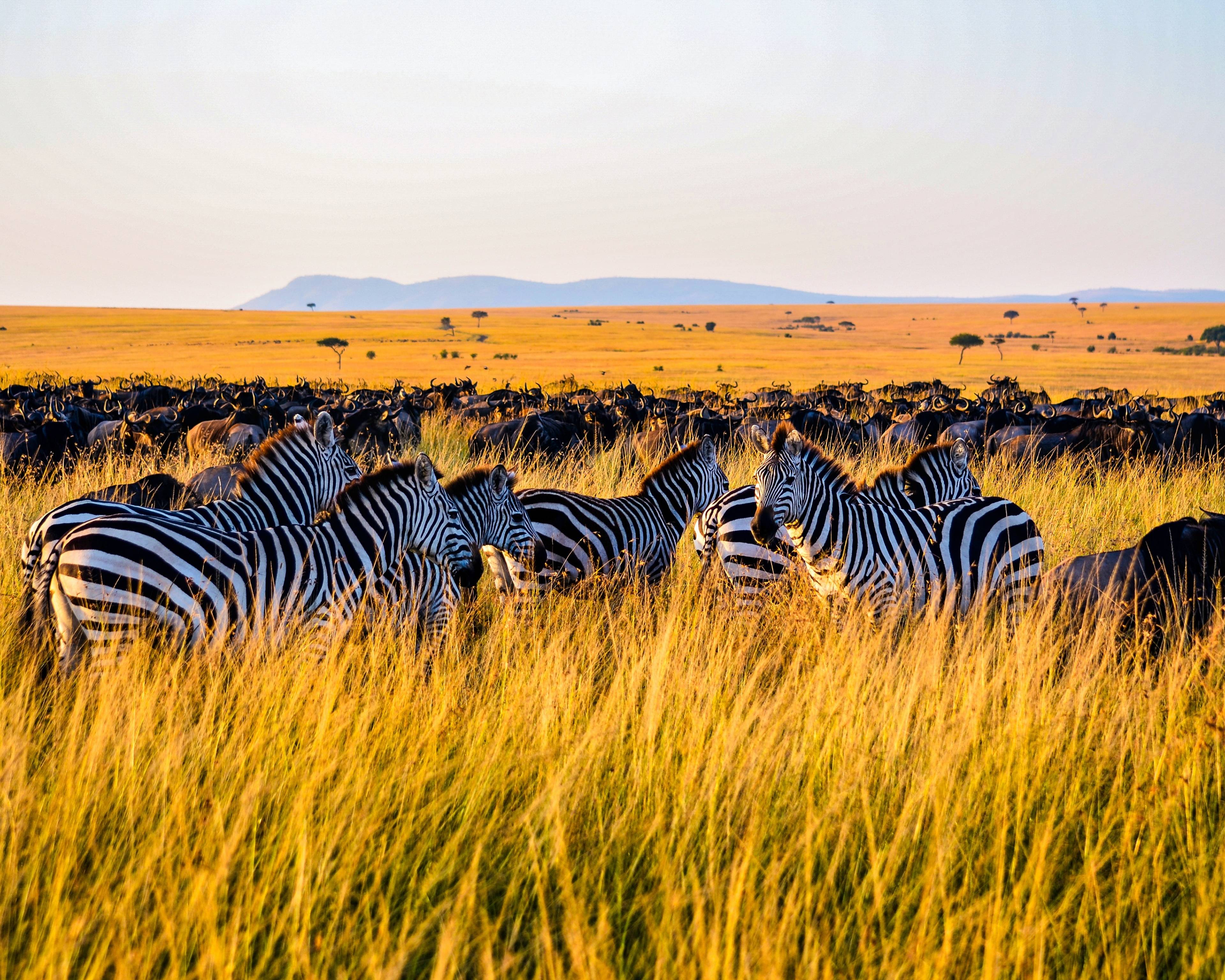 La asombrosa fauna de las praderas de sabana desde Maasai Mara hasta la marina rosa del lago Amboseli