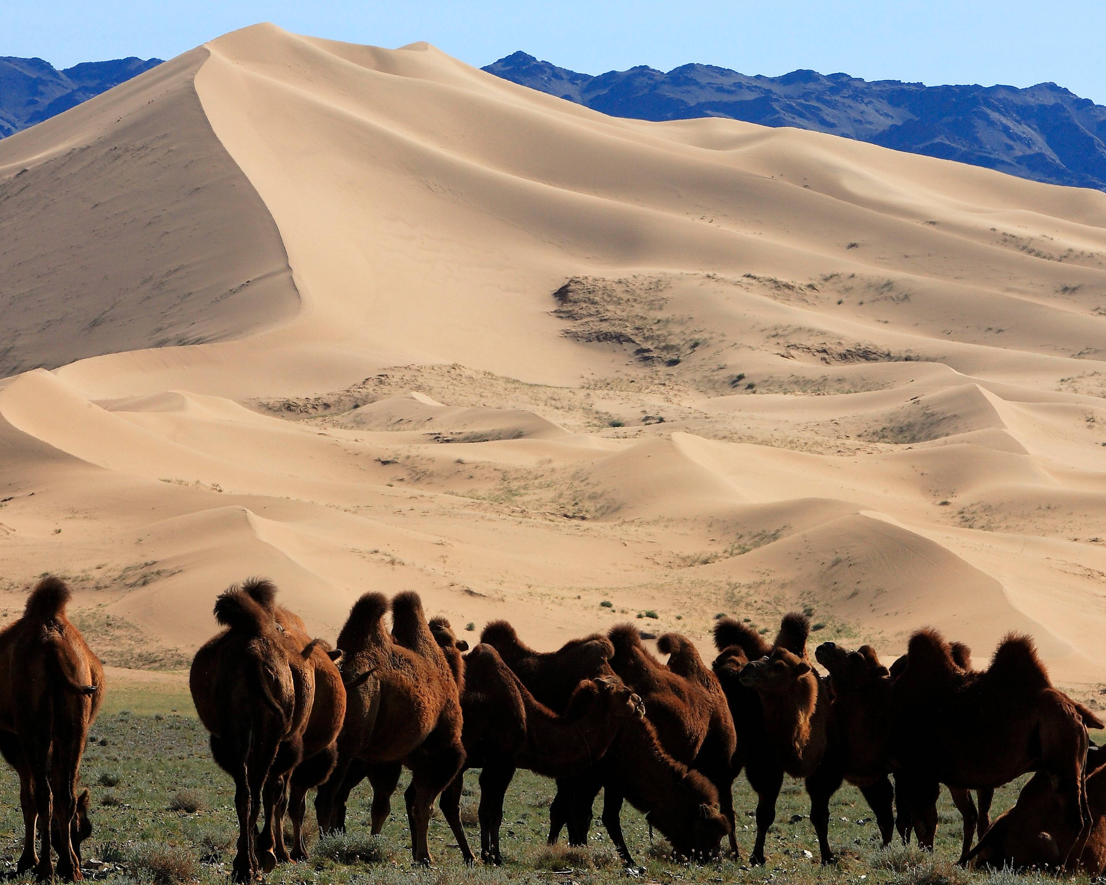 Du désert de Gobi aux steppes de l'Arkhangai