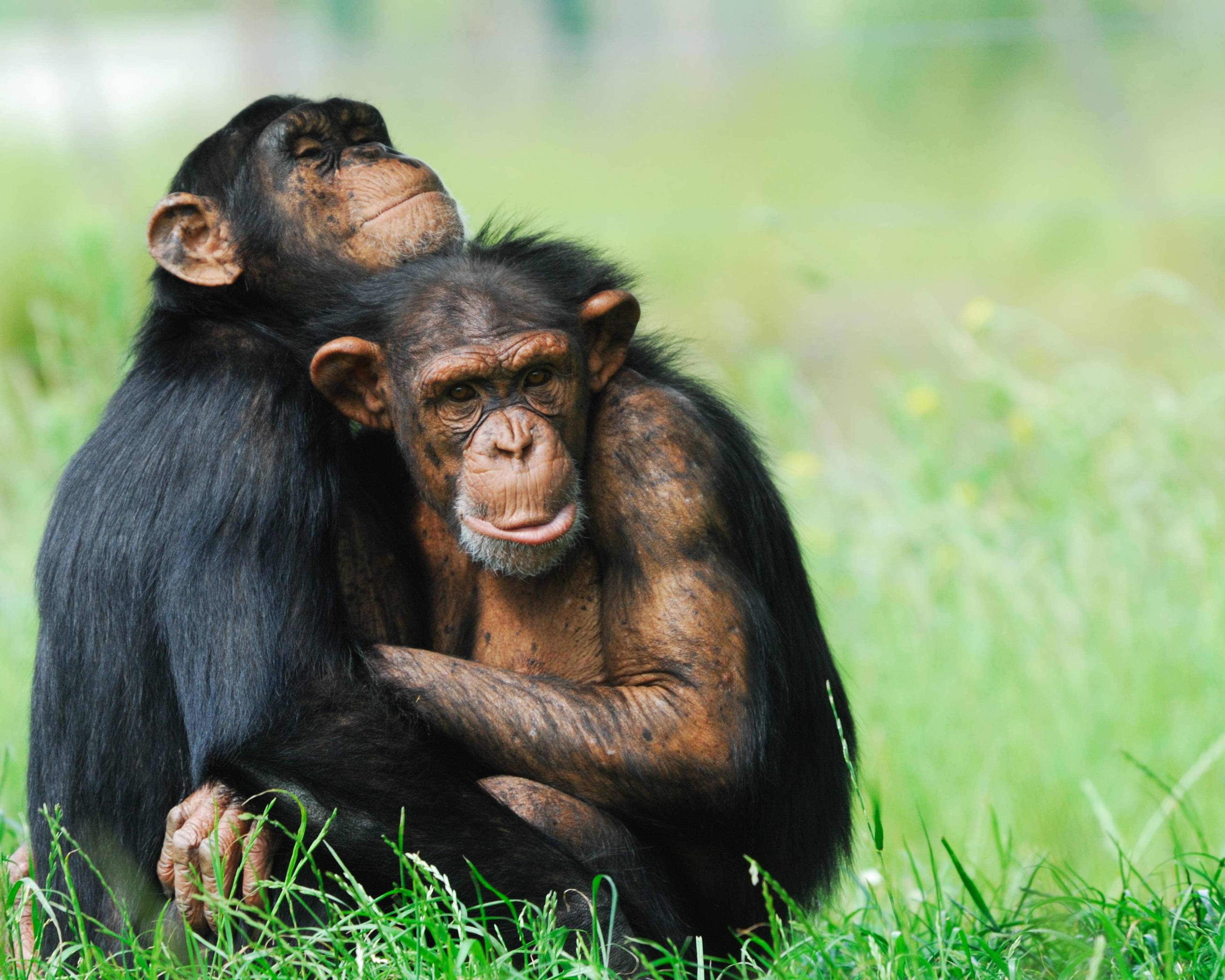 Encuentro con la Vida Salvaje: Chimpancés y Gorilas en Safari Muzuli