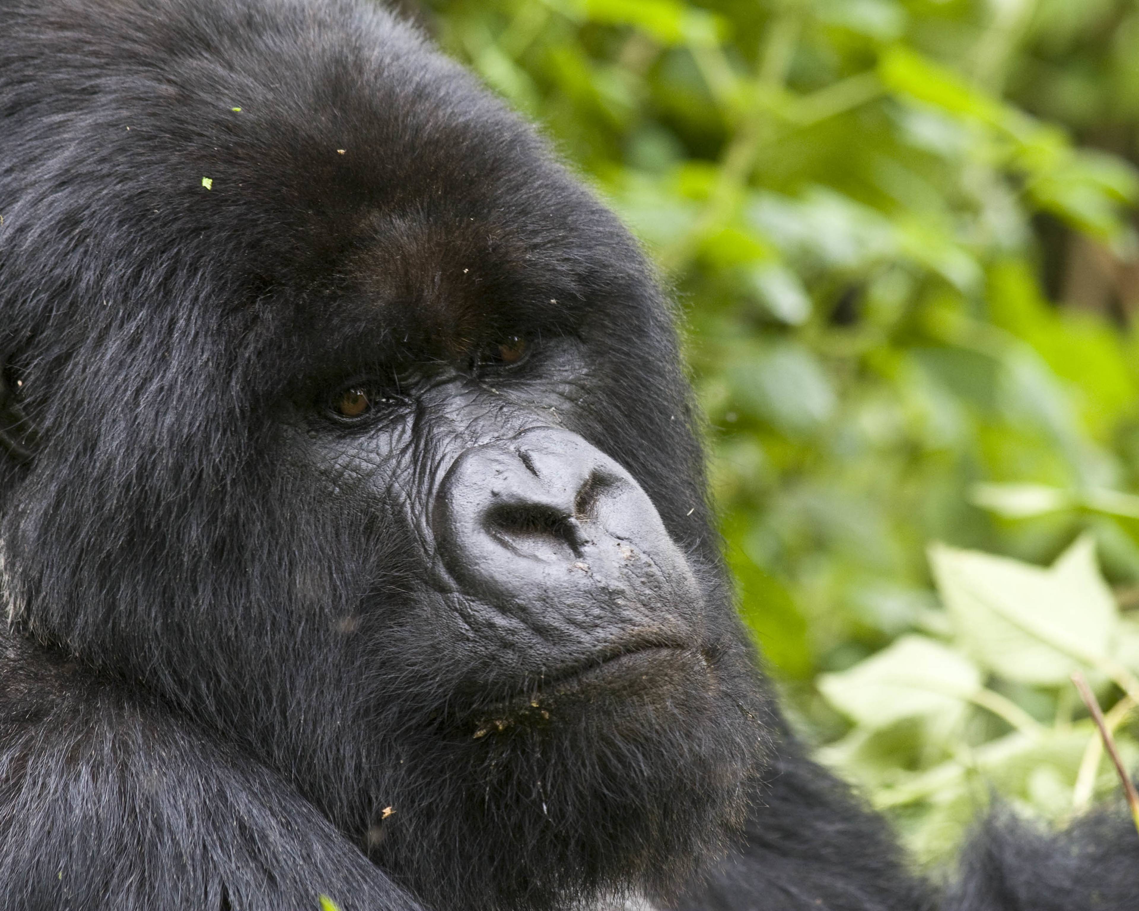 Combiné des plus beaux parcs tanzaniens et découverte de la faune du Rwanda