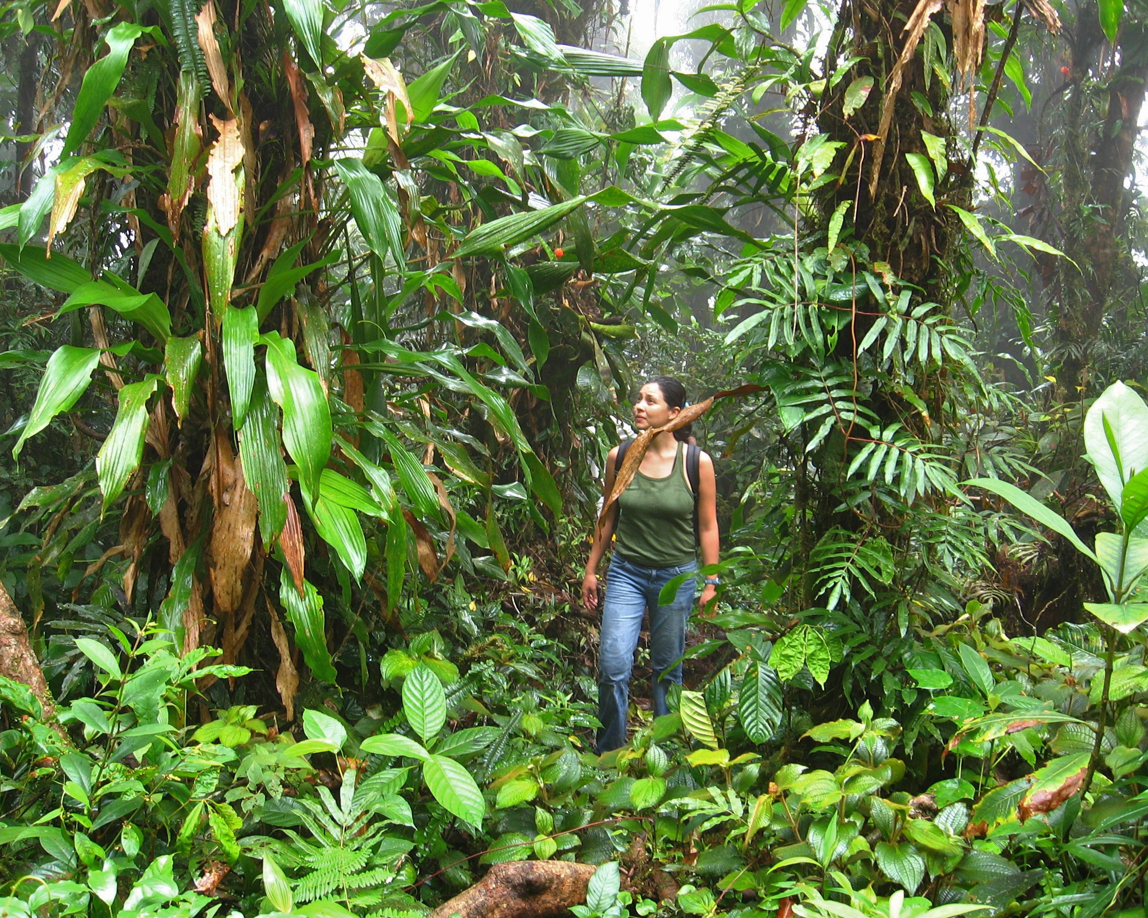 Au coeur des forêts tropicales : une explosion de biodiversité !