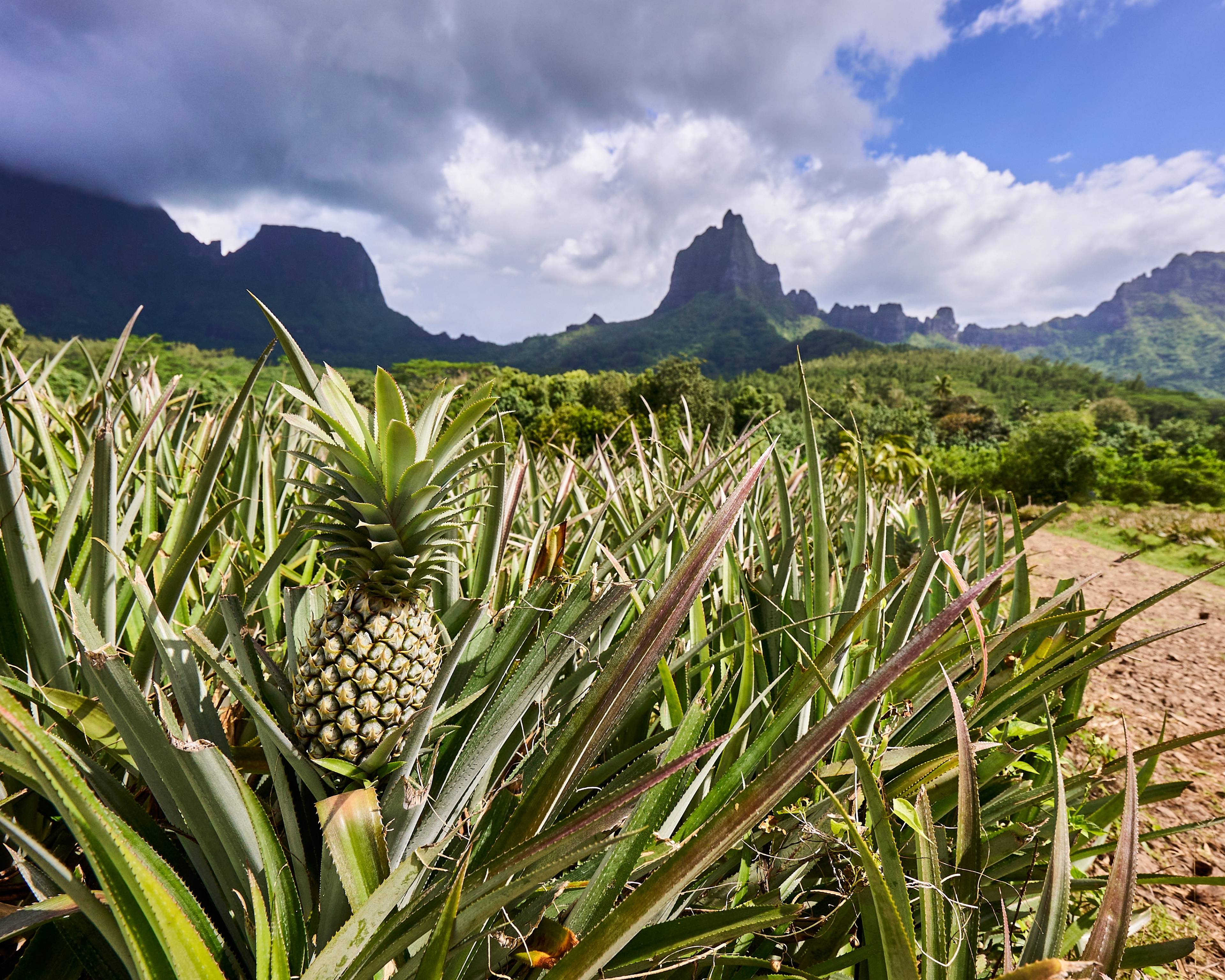 De Tahiti à Rangiroa, découvrez les saveurs du bout du monde
