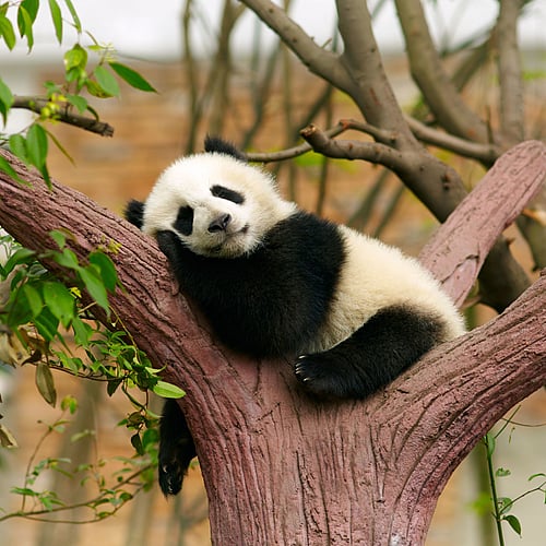 Expérience unique avec les pandas en famille