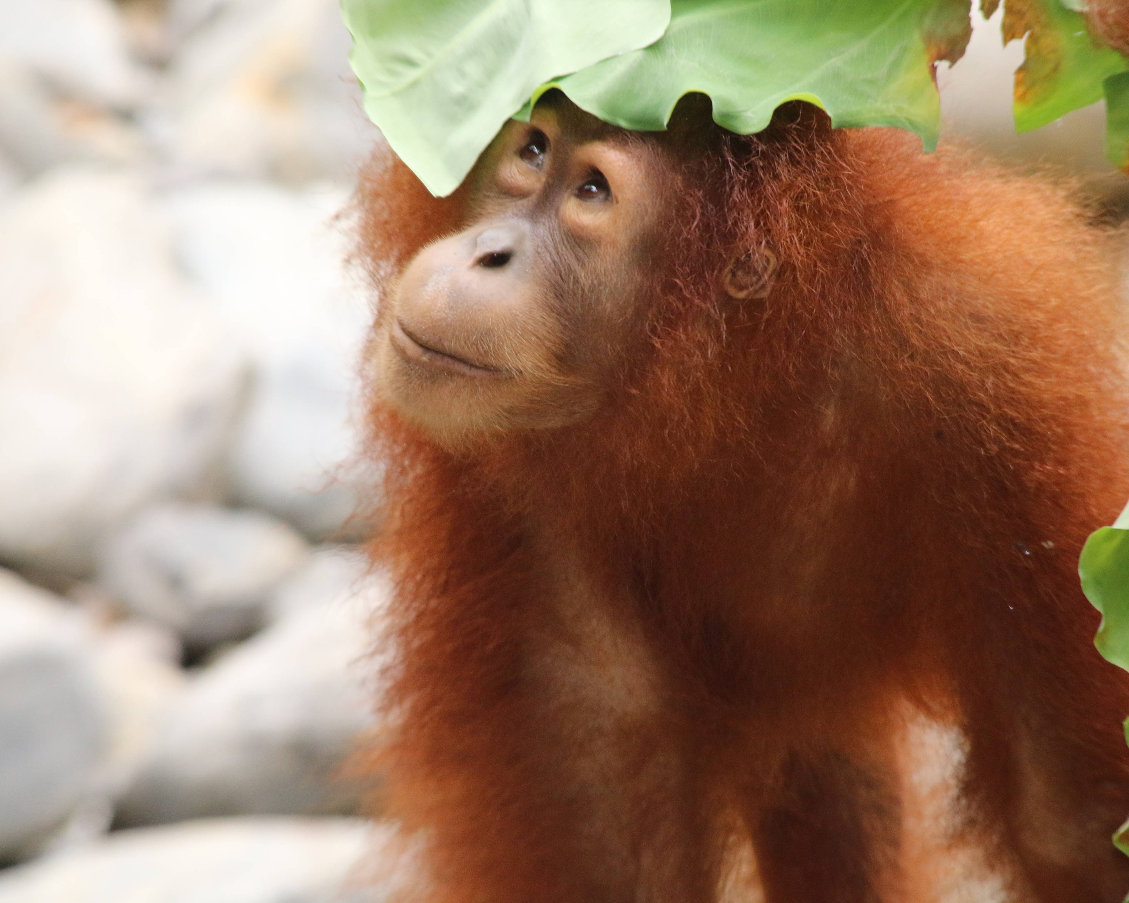 Öko-Abenteuer Inselvielfalt: Sumatra, Java und Bali nachhaltig erkunden