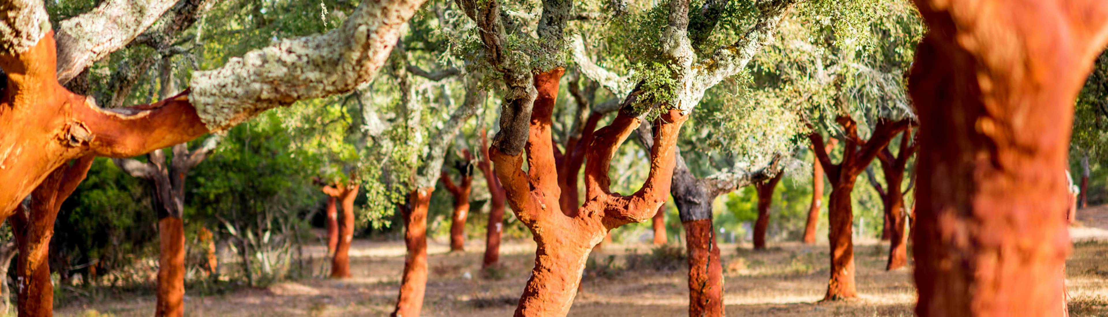 Vignobles et chênes-lièges dans l'Alentejo