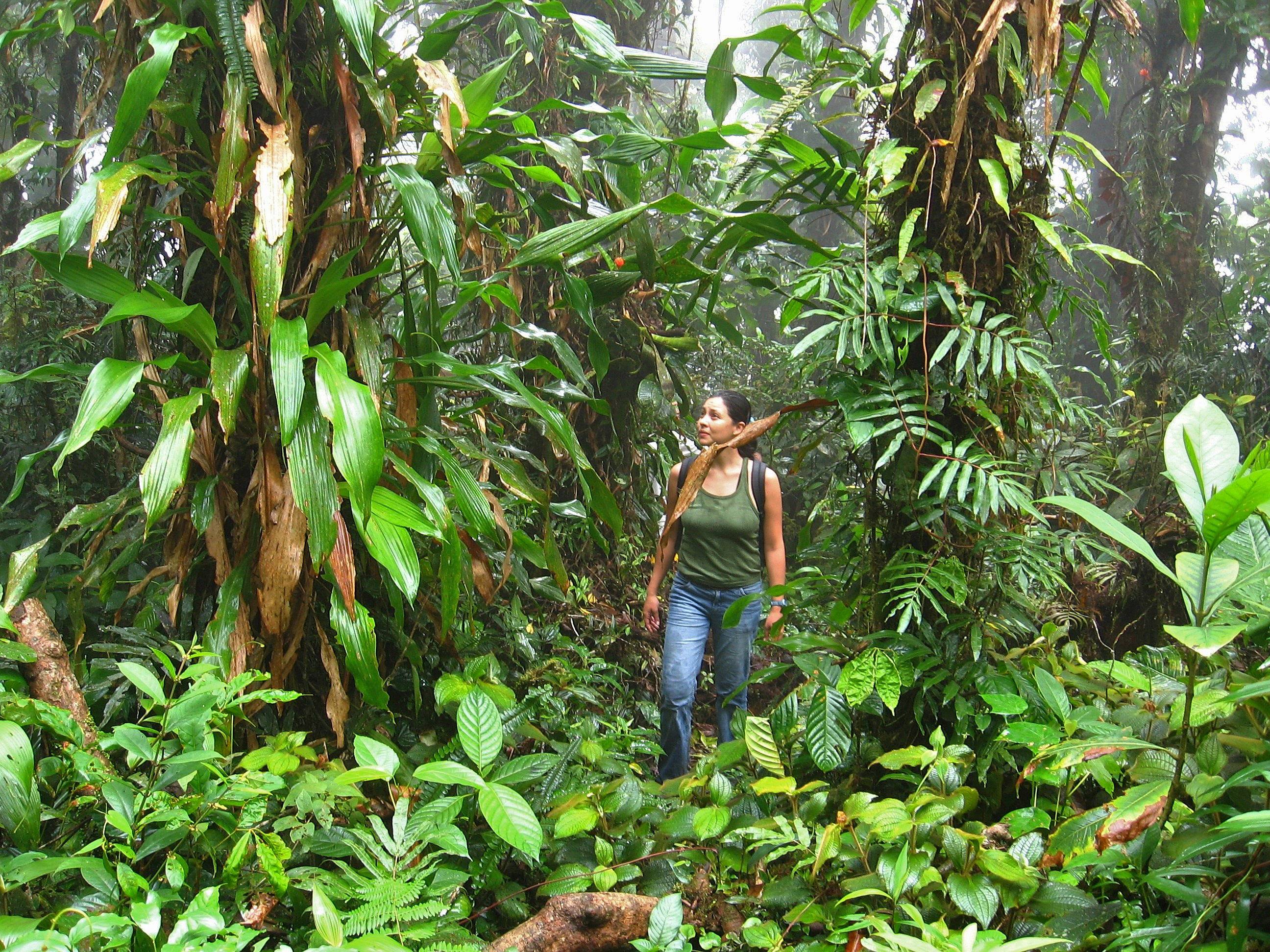 Au coeur des forêts tropicales : une explosion de biodiversité !