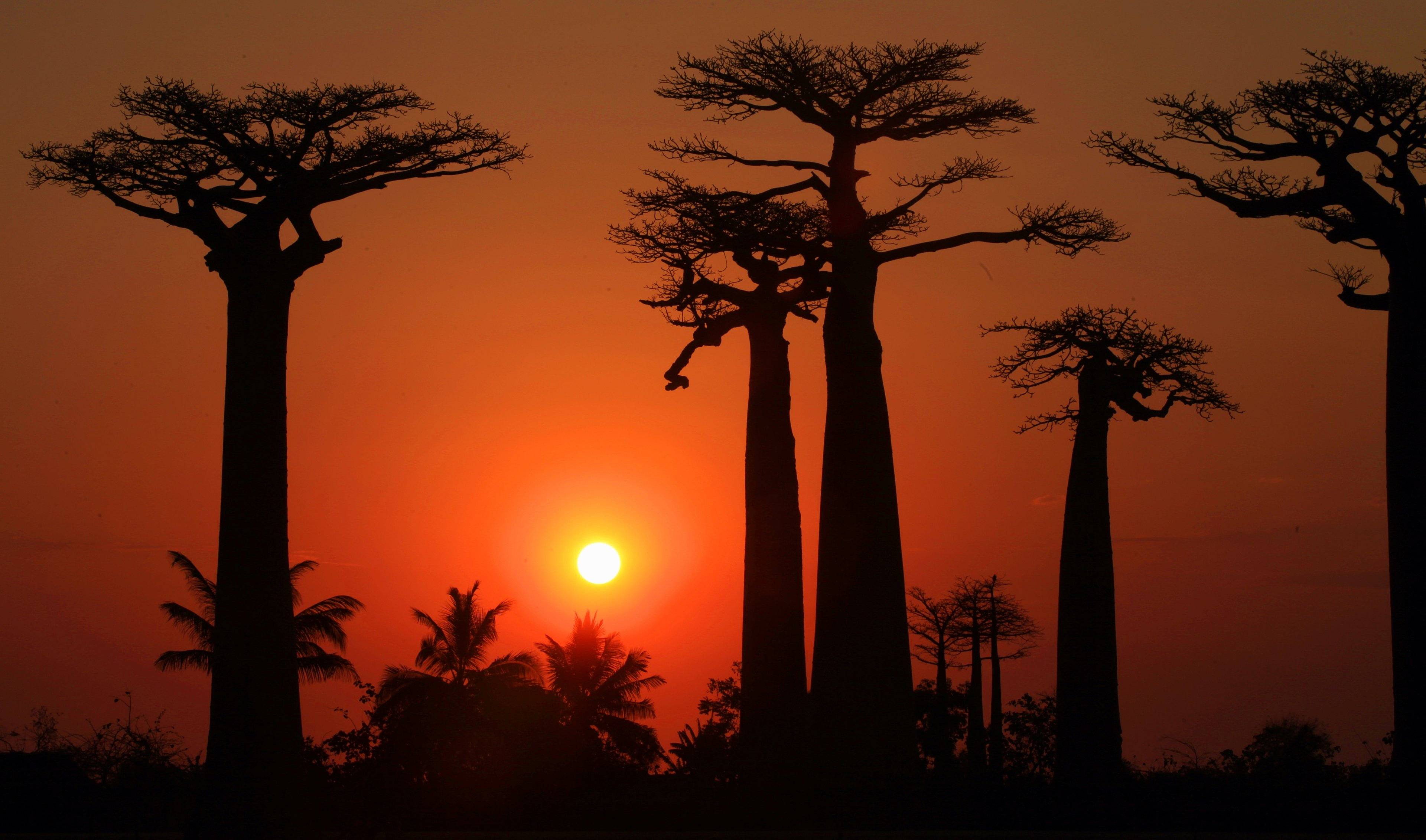 Bosques salvajes y el santuario de los Baobabs