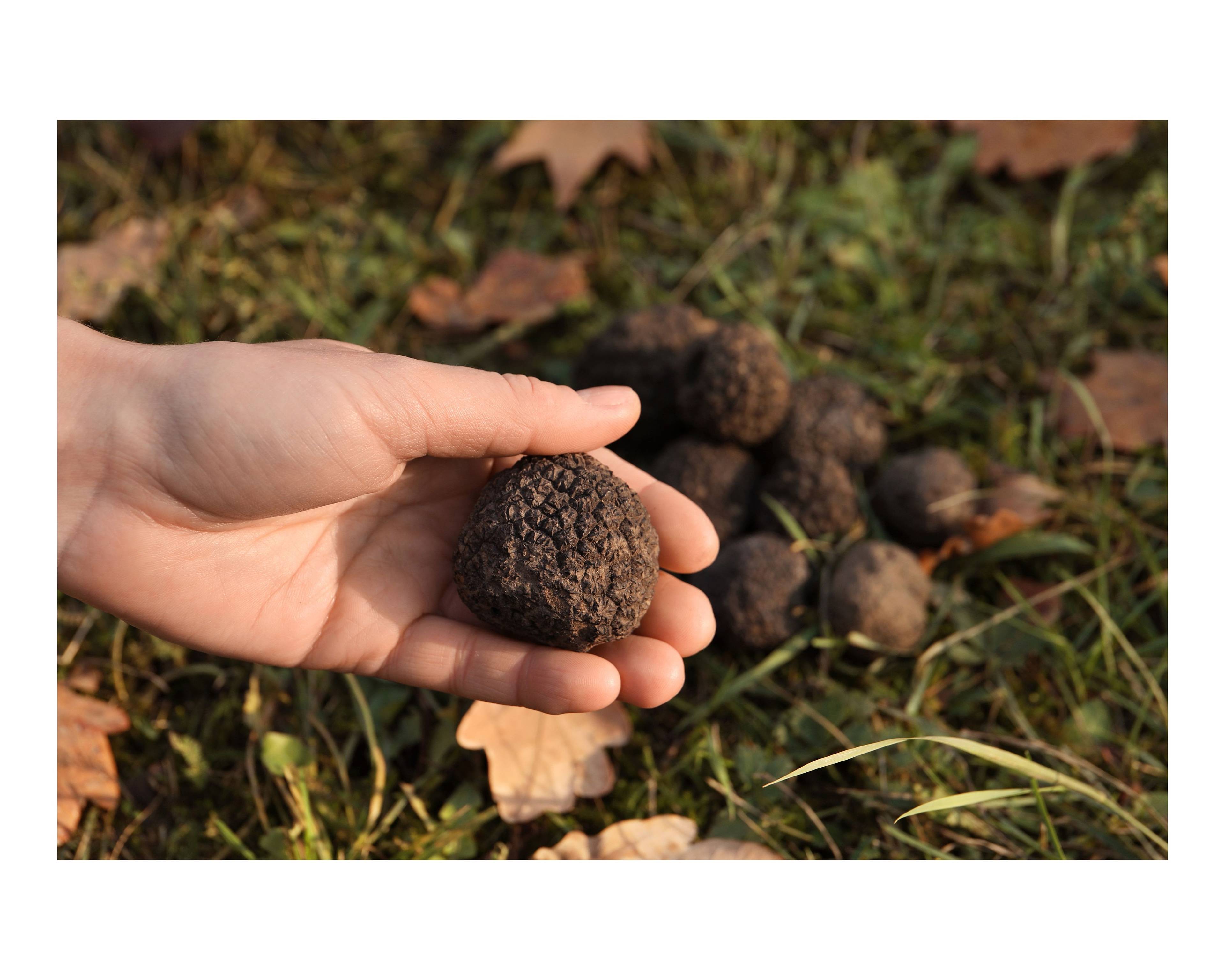 Week-end hivernal: les secrets de la truffe du Périgord
