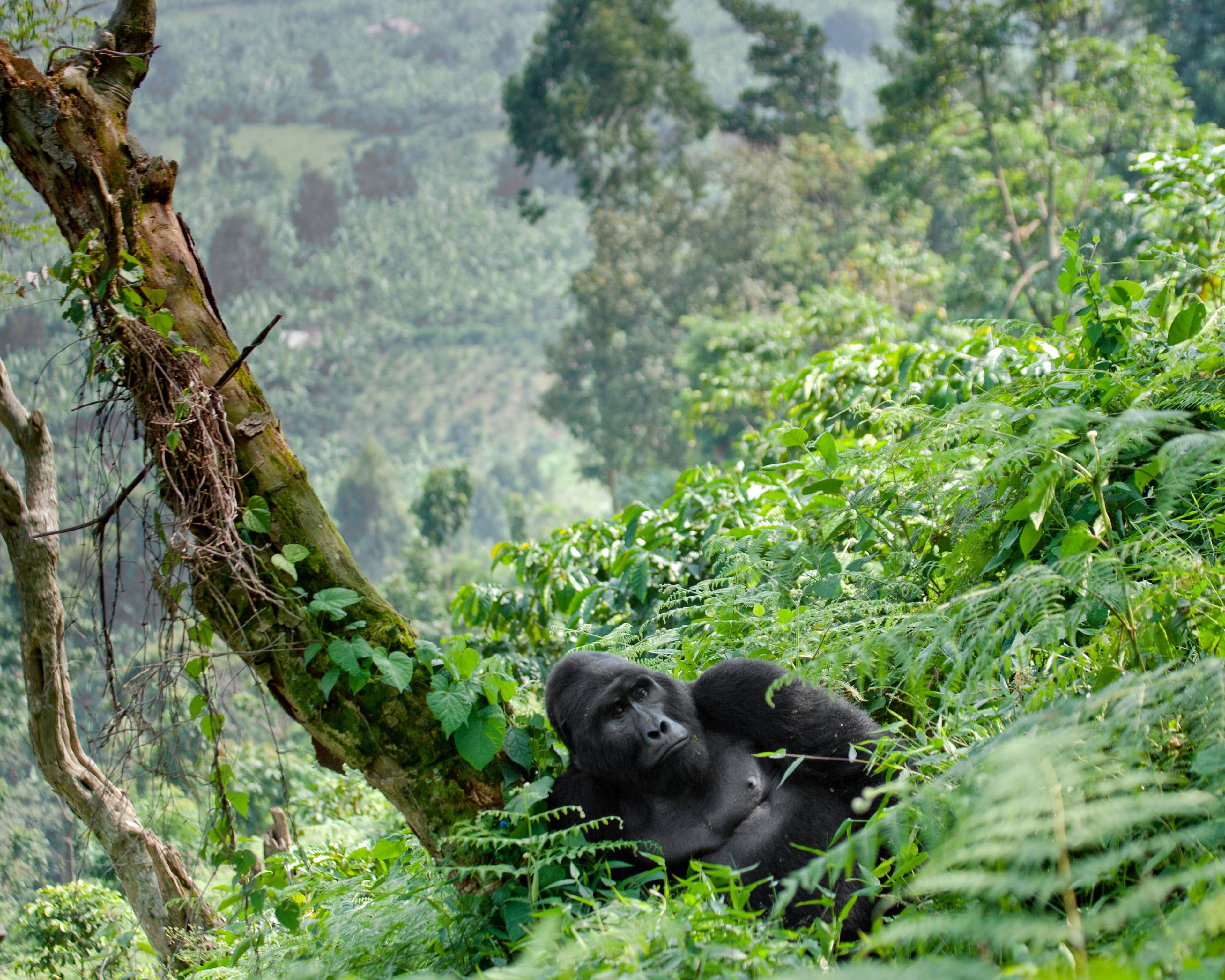 Primaten-Tour durch Ostafrika