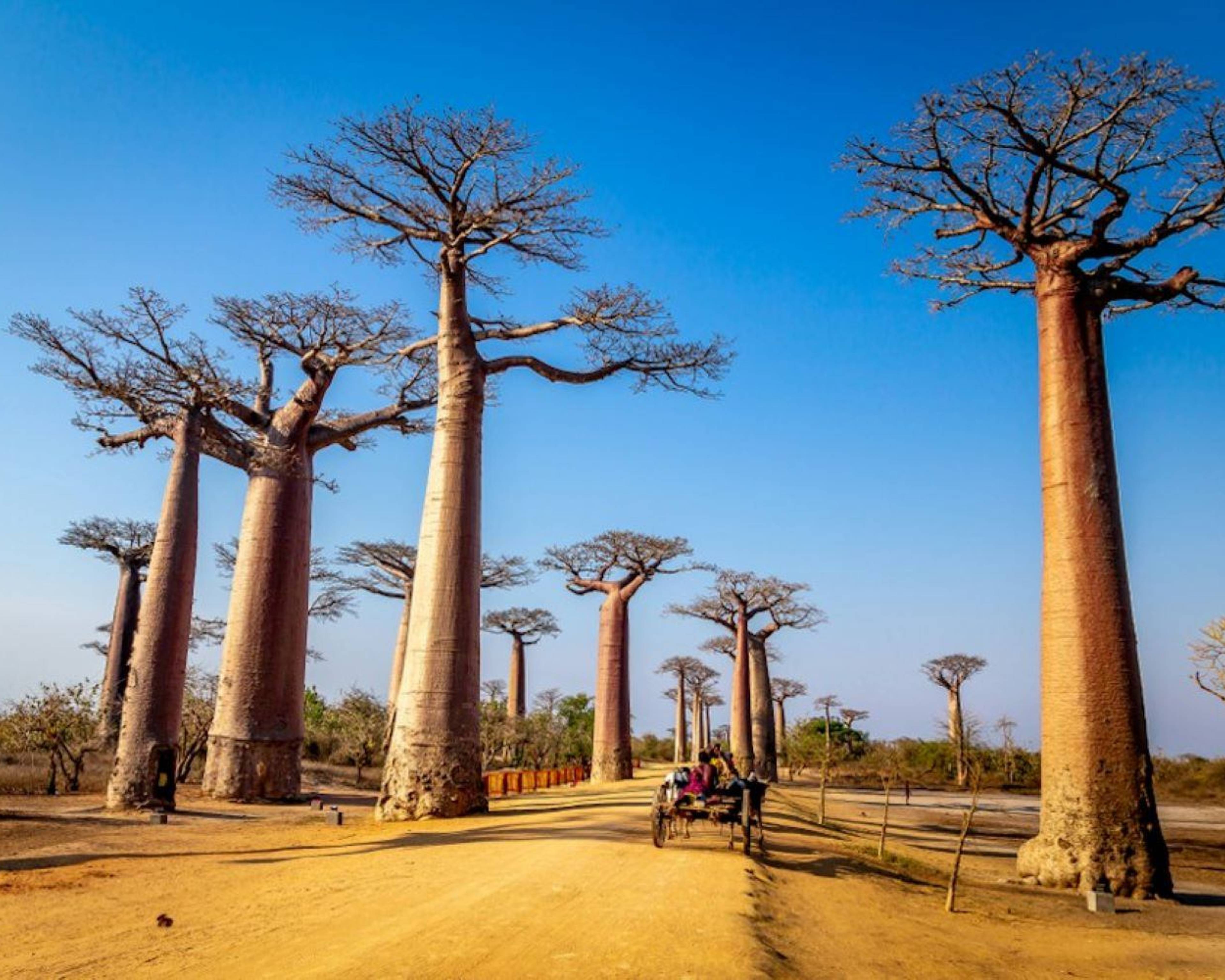 L'Ovest in gruppo : il viale dei baobab e gli tsingy di Bemaraha