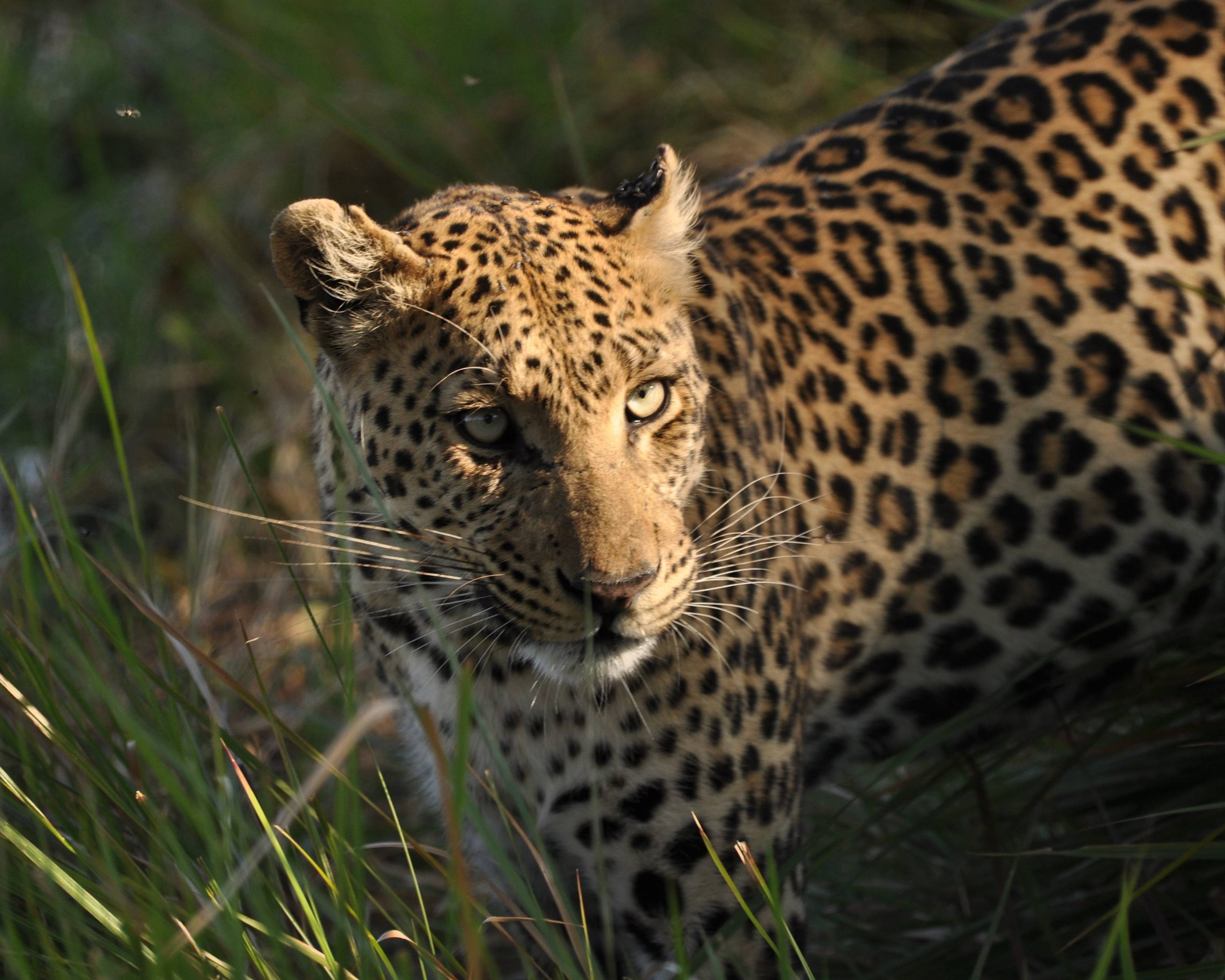Paysages spectaculaires et safaris d'exception au sud de l'Afrique