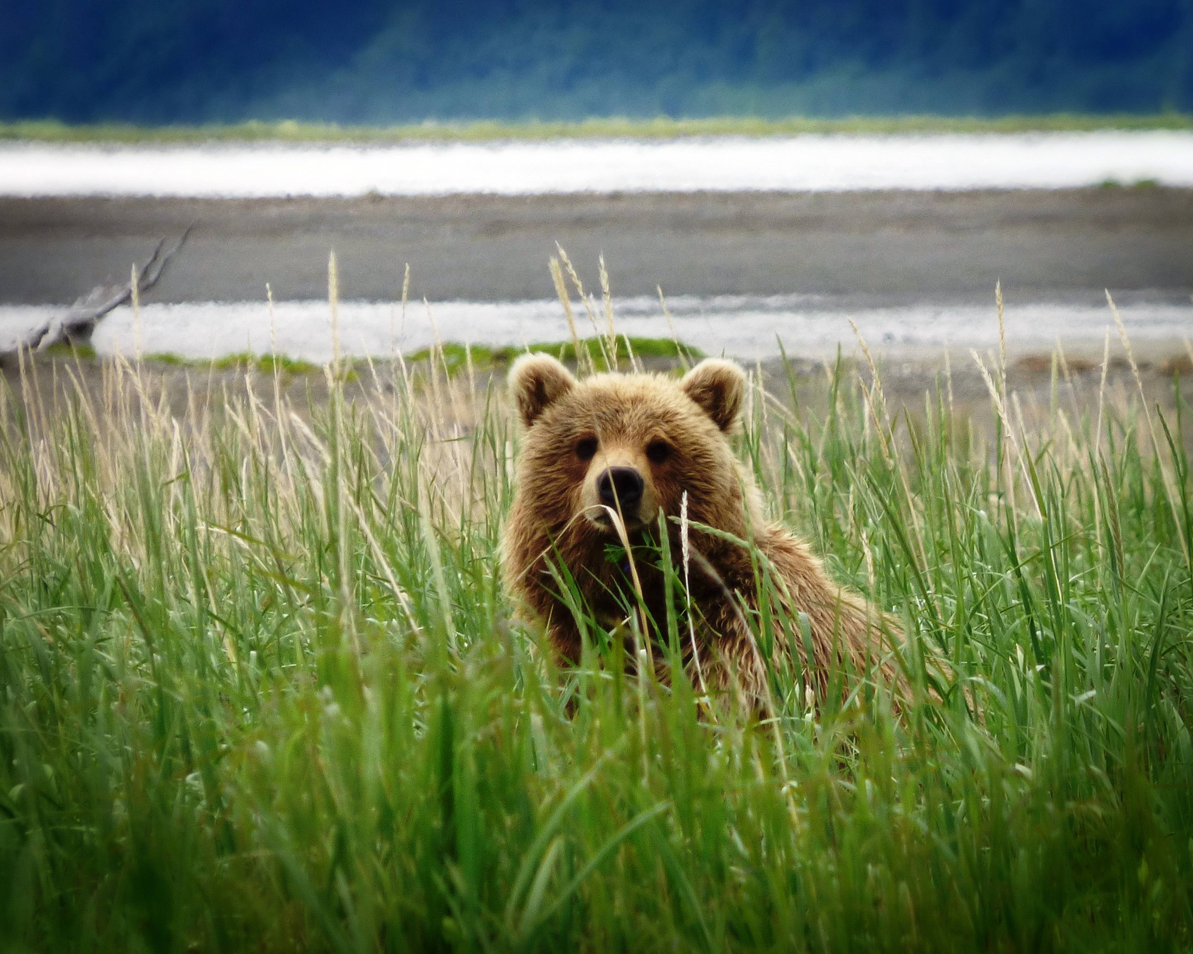 Alaska entdecken: Bären, Wildnis und Wandern im Denali