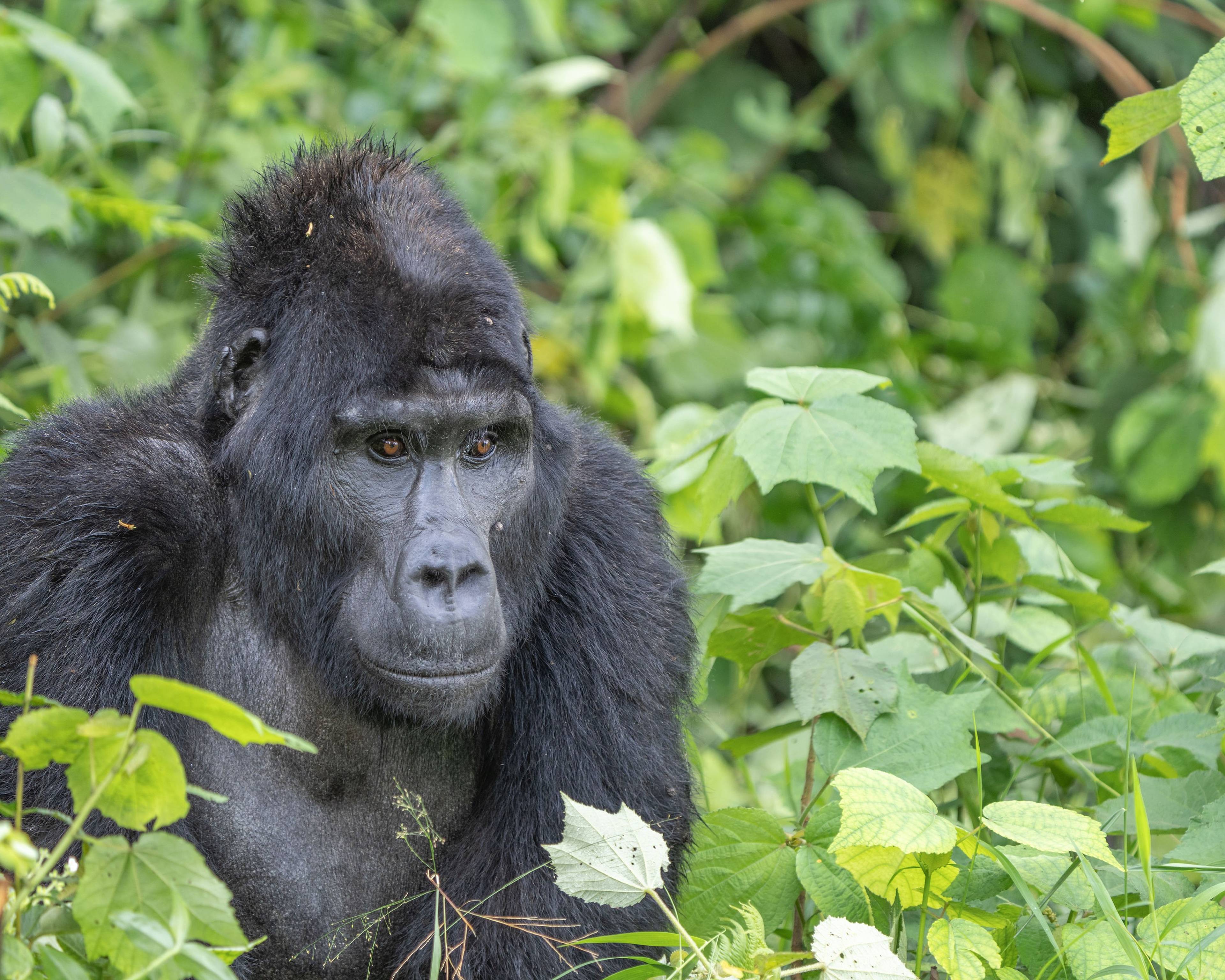 I gorilla di montagna, i big 5 tra i paesaggi del Nilo e le comunità locali