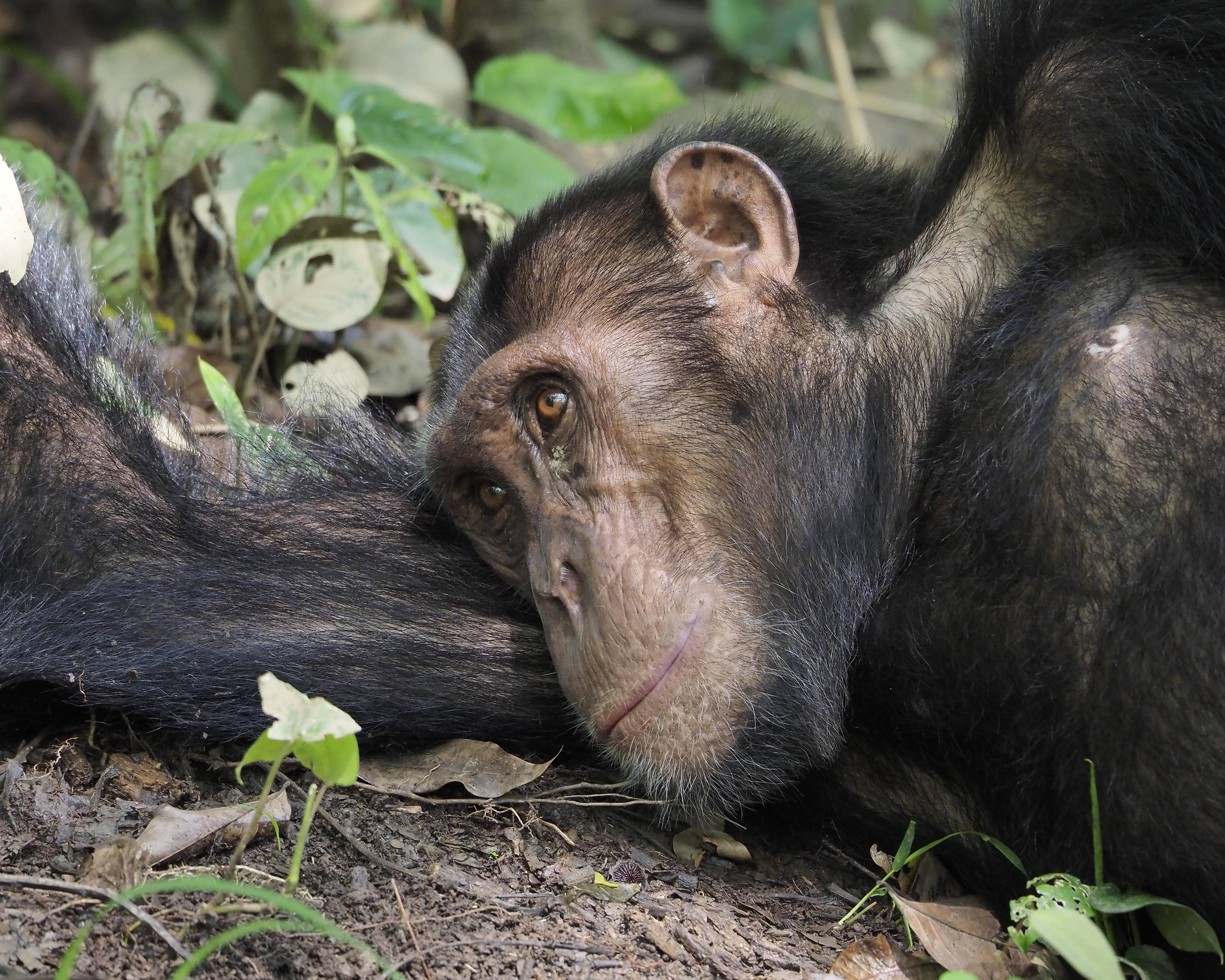 I primati delle foreste equatoriali