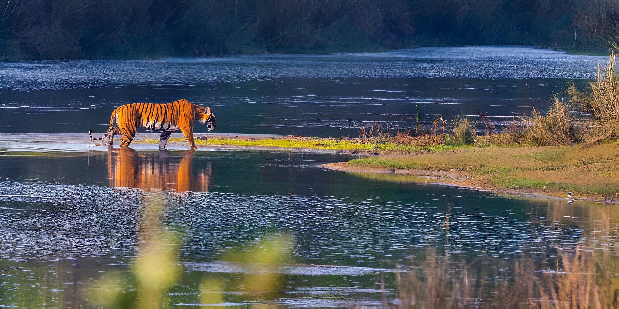 In de voetsporen van de Bengaalse tijger